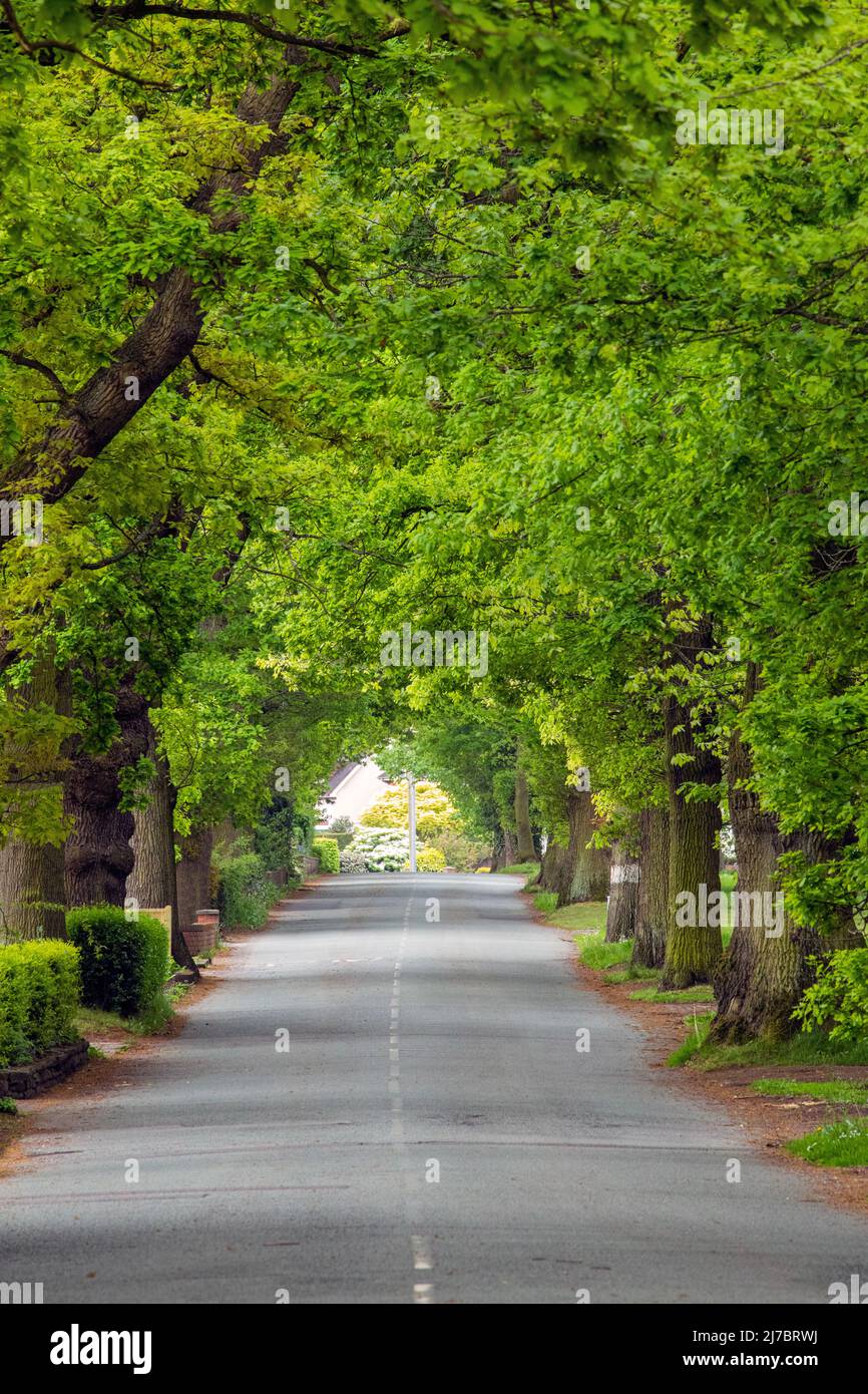Carretera con árboles en Cheshire Reino Unido Foto de stock