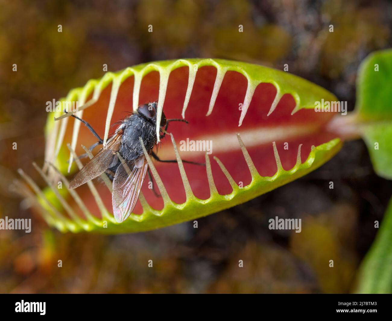 La planta carnívora Venus trampa a Dionaea muscipula con mosca atrapada Foto de stock