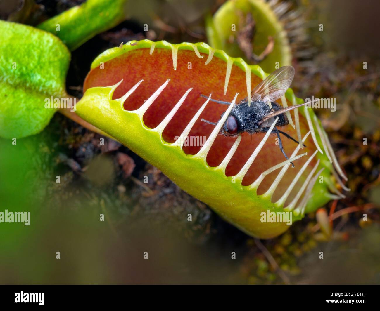 La planta carnívora Venus trampa a Dionaea muscipula con mosca atrapada Foto de stock