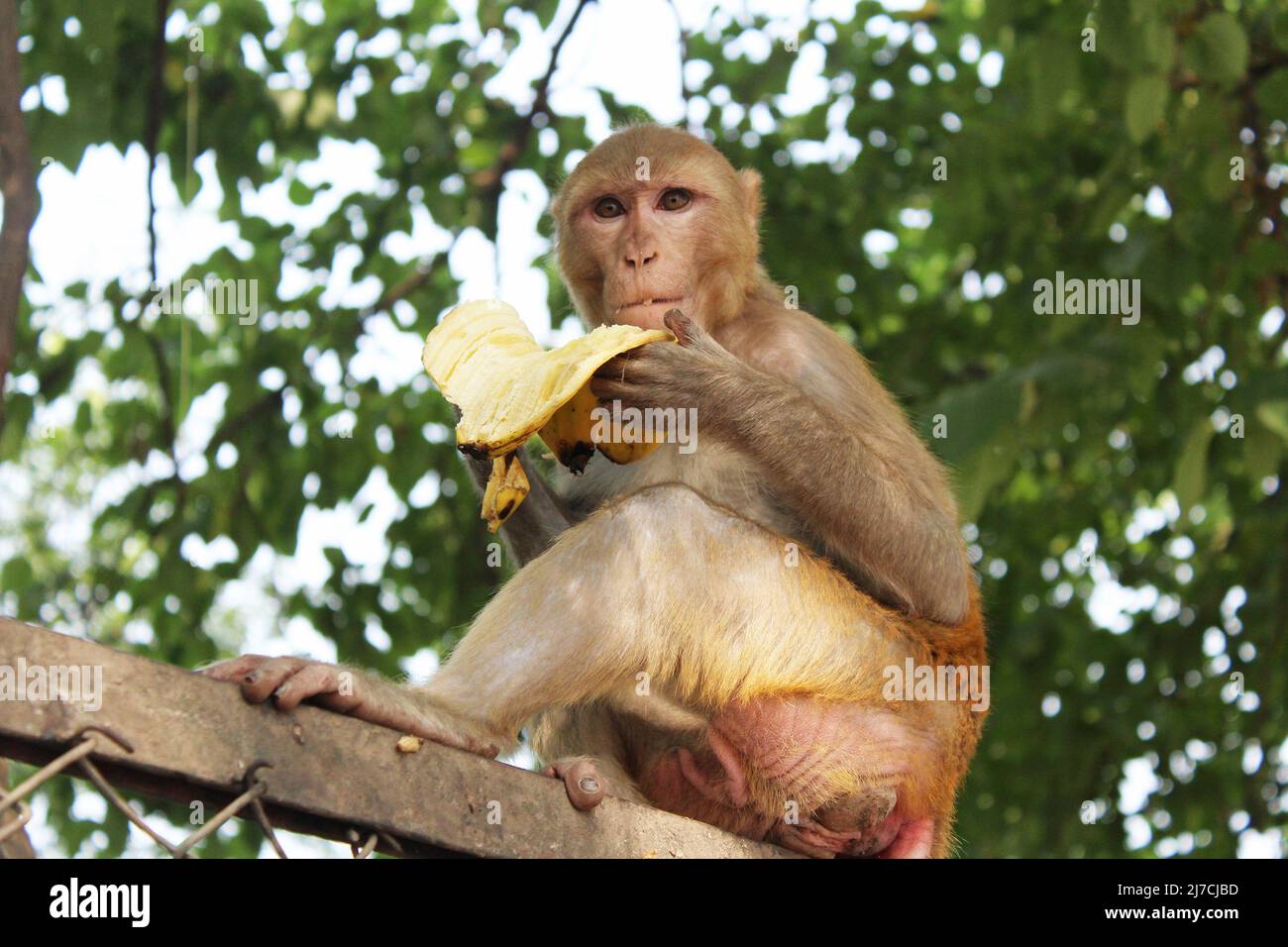 Mono comiendo Banana Foto de stock
