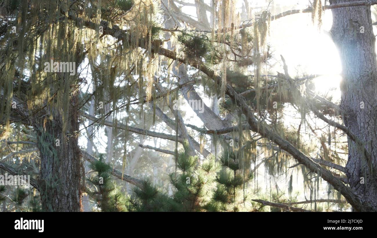 Encaje lichen musgos colgantes, árboles en bosque soleado. Madera surrealista, bosque antiguo de hadas o bosque de fantasía. Hongo o hongo parásito. Llamarada del sol, rayos del sol. Point Lobos, Monterey flora, California, Estados Unidos Foto de stock