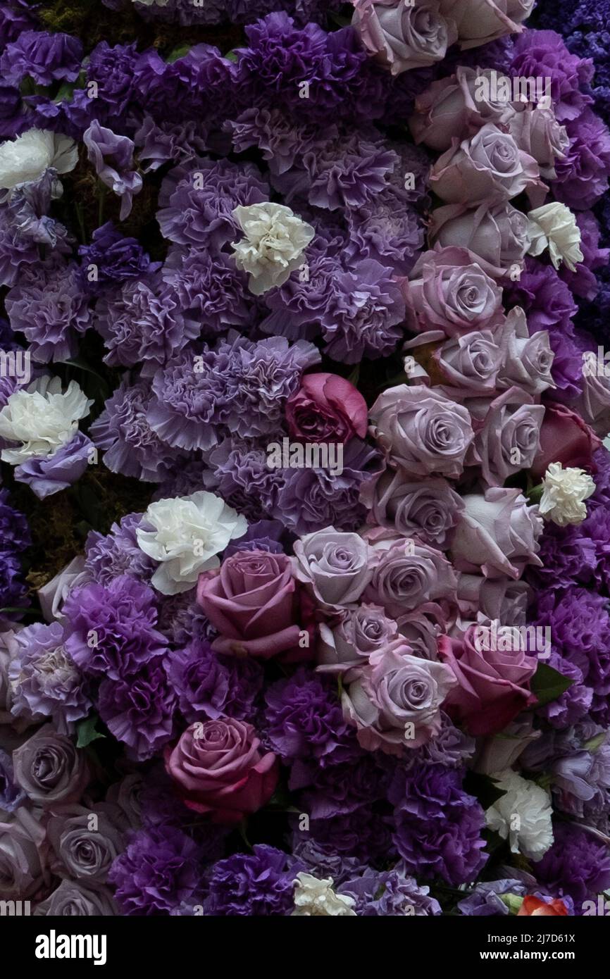 Rosas moradas fotografías e imágenes de alta resolución - Alamy