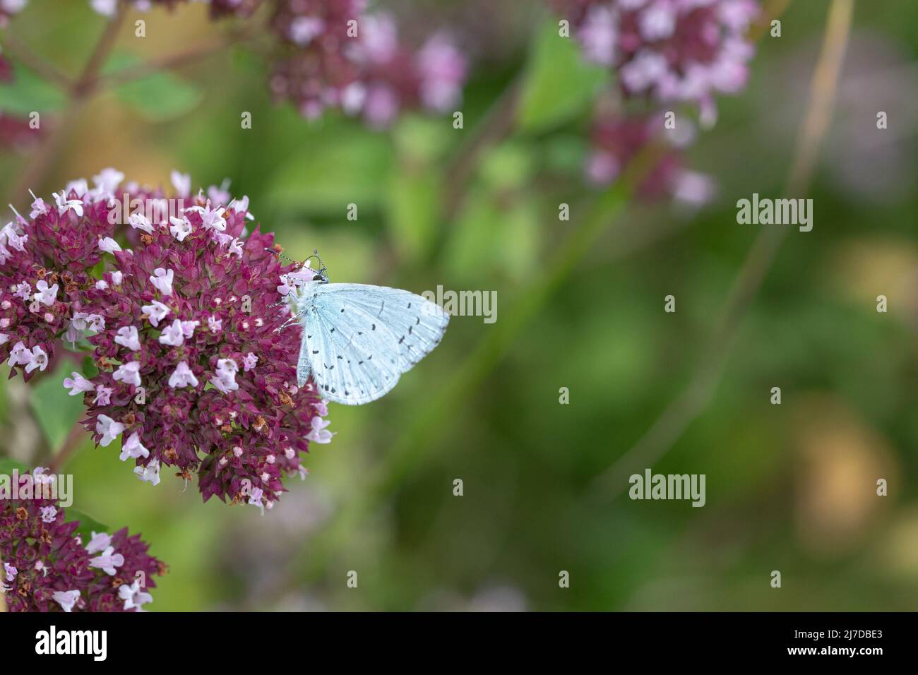 Nectarina de mariposa azul acebo en Wild Marjoram, Oxfordshire, Reino Unido Foto de stock