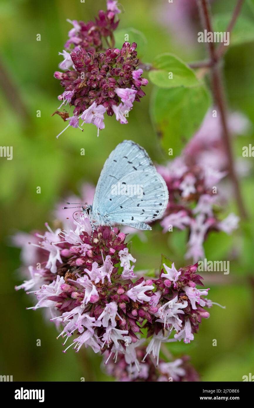 Nectarina de mariposa azul acebo en Wild Marjoram, Oxfordshire, Reino Unido Foto de stock