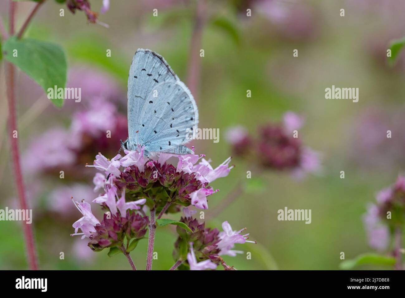 Nectarina de mariposa azul acebo en Wild Marjoram, Oxfordshire, Reino Unido Foto de stock