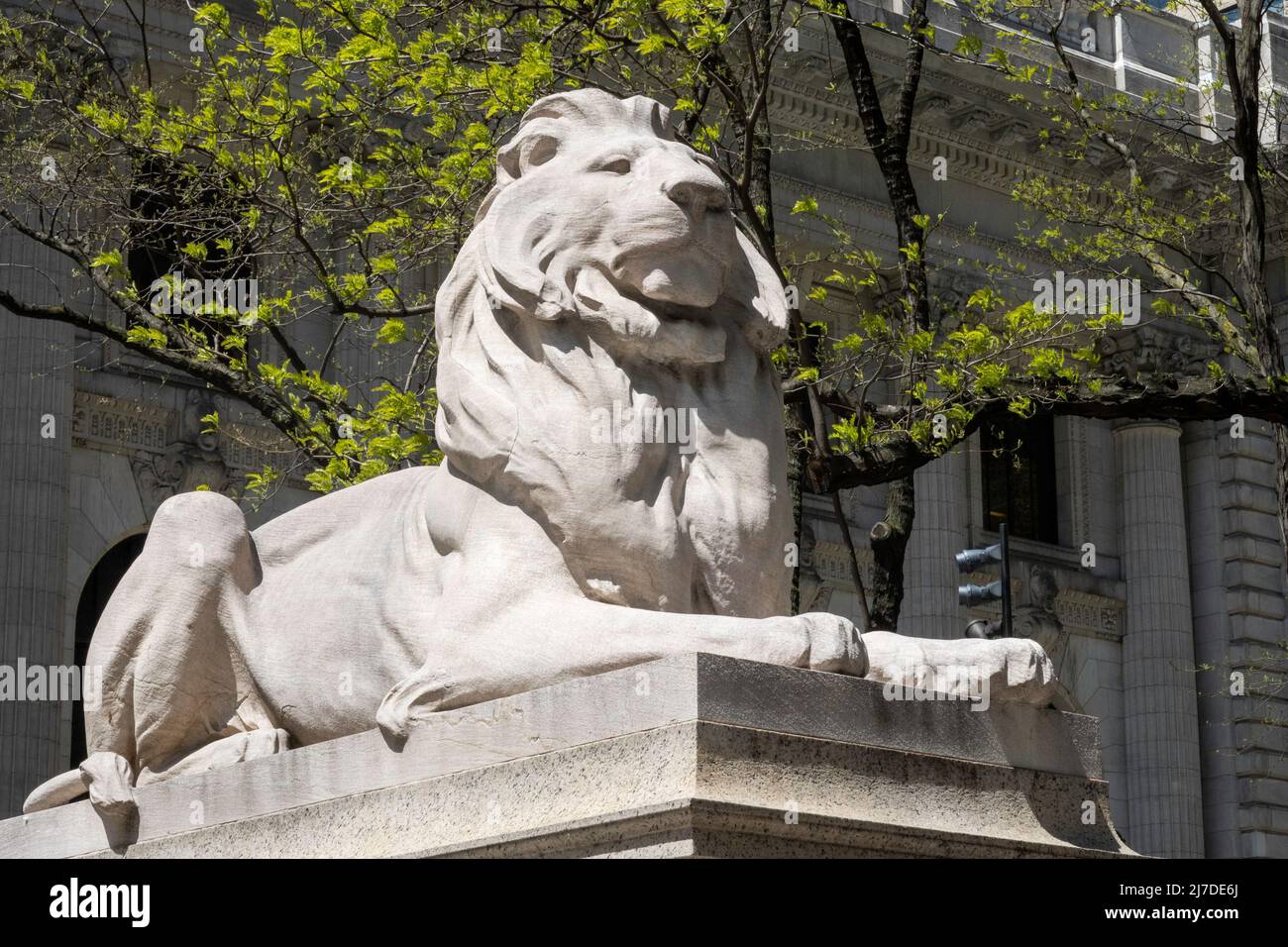 Estatua del León en primavera, New York Public Library, Main Branch