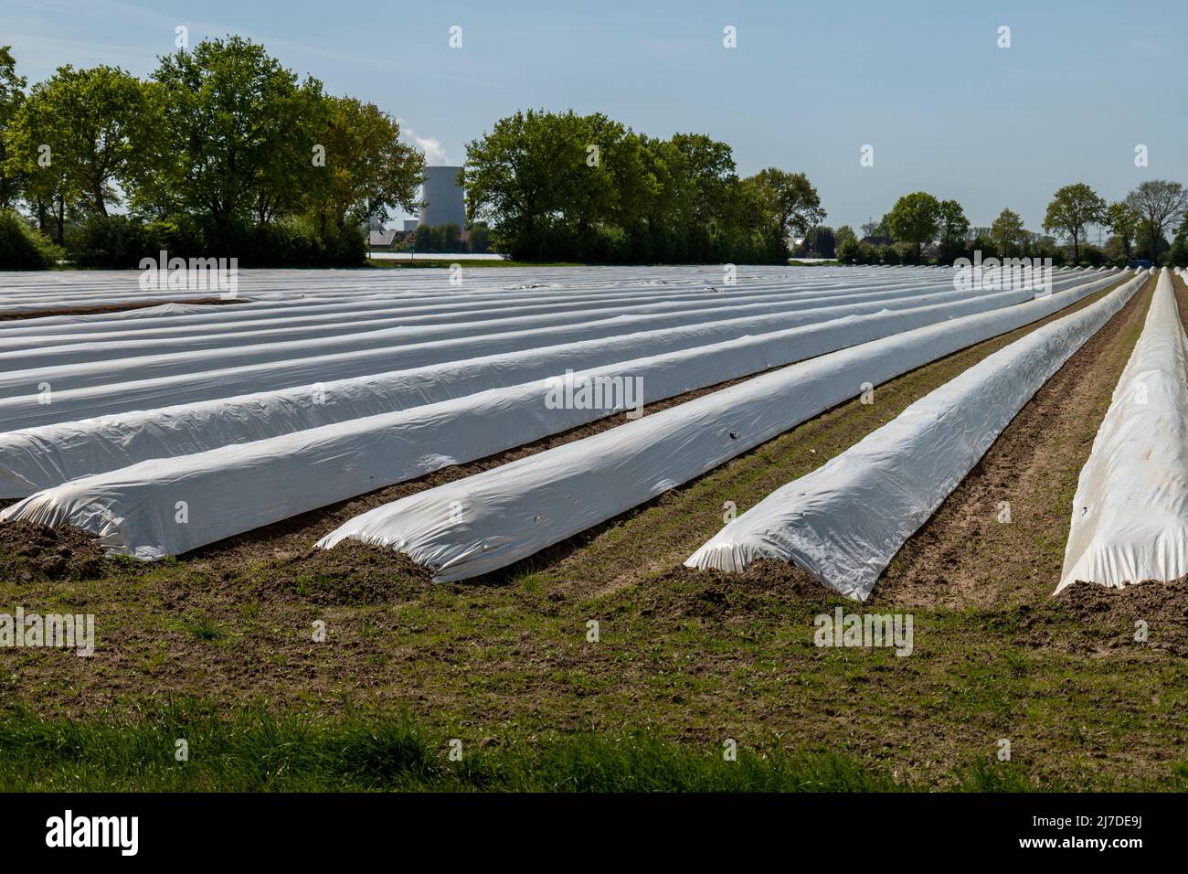 Campo de espárragos blancos con cubierta de plástico blanco nuevo Petershagen en Alemania. Foto de stock