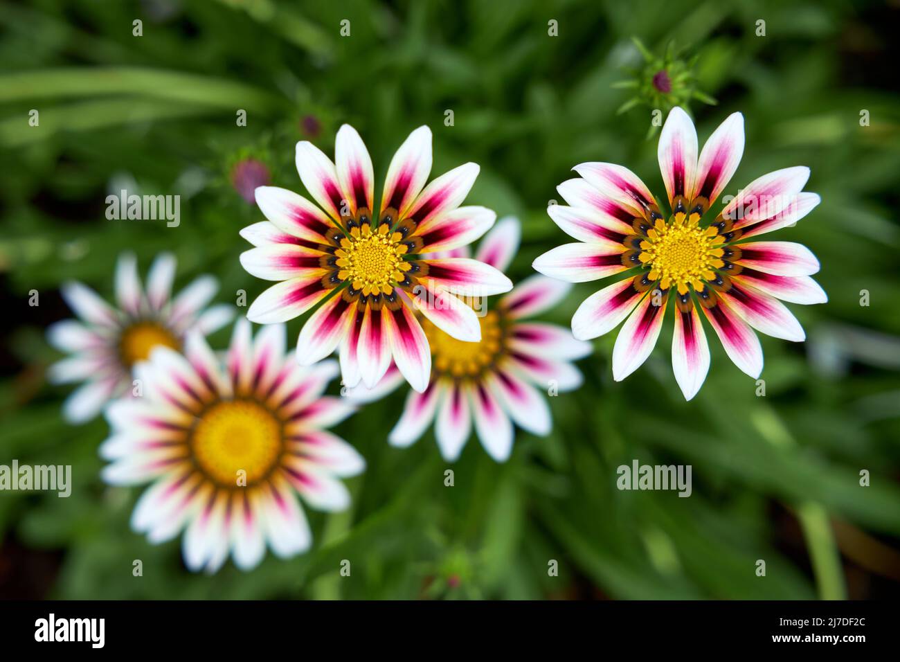 Hermosas flores de gazania se rigen sobre un fondo de hierba verde. Vista desde arriba Foto de stock