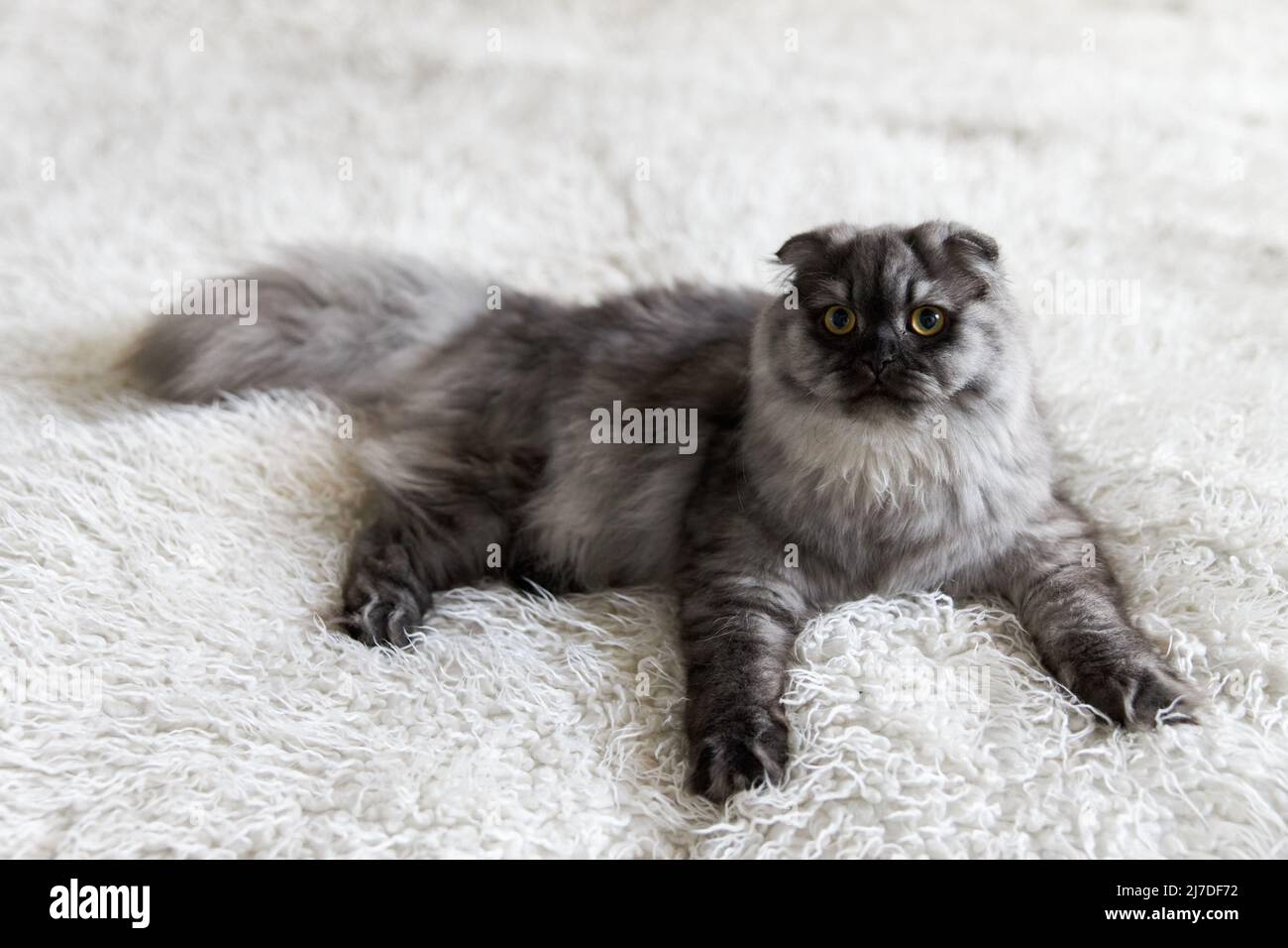 Lindo gato gris y esponjoso yace en la alfombra blanca Foto de stock