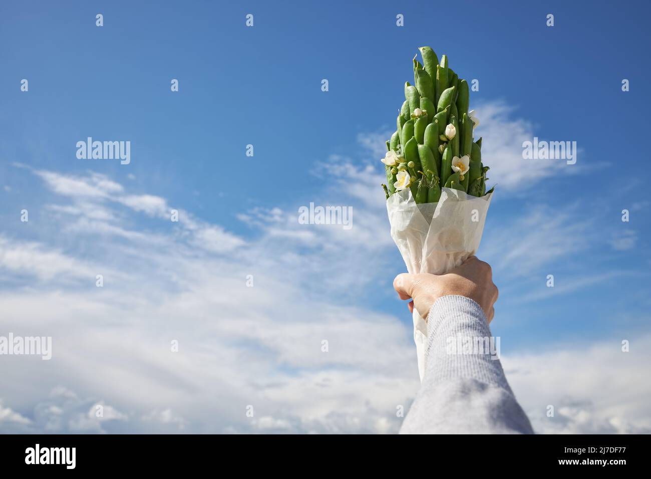 Un pequeño ramo de vainas de guisantes verdes contra un cielo azul en una mano Foto de stock