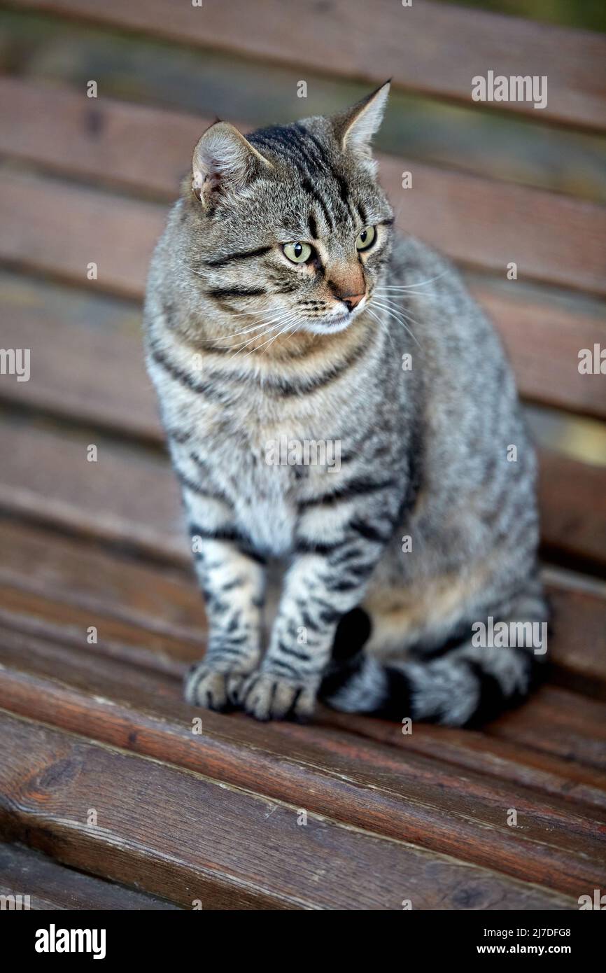 Lindo gato tabby se sienta en un banco de madera en el parque Foto de stock