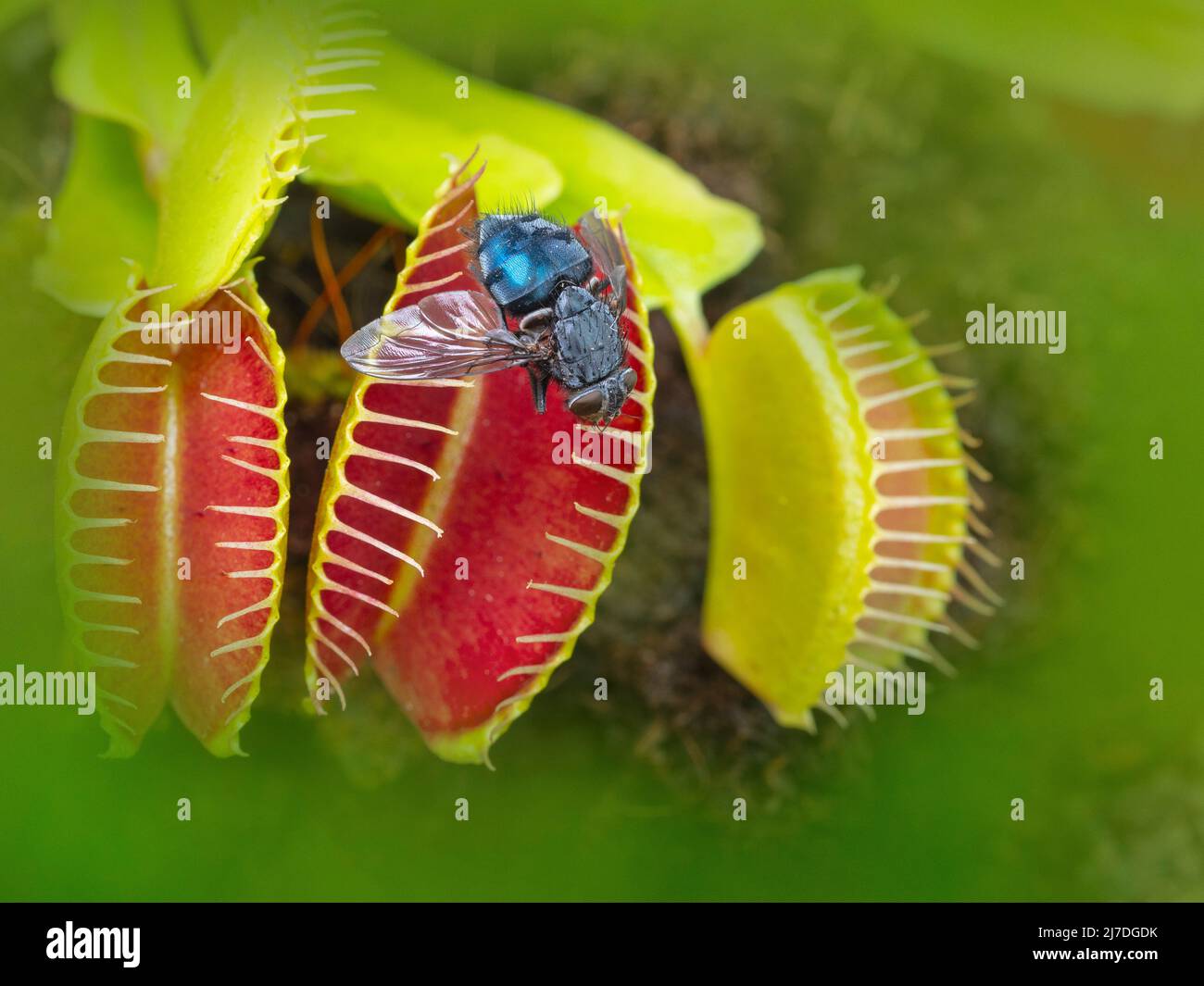 La planta carnívora Venus trampa a Dionaea muscipula con mosca atrapada Foto de stock