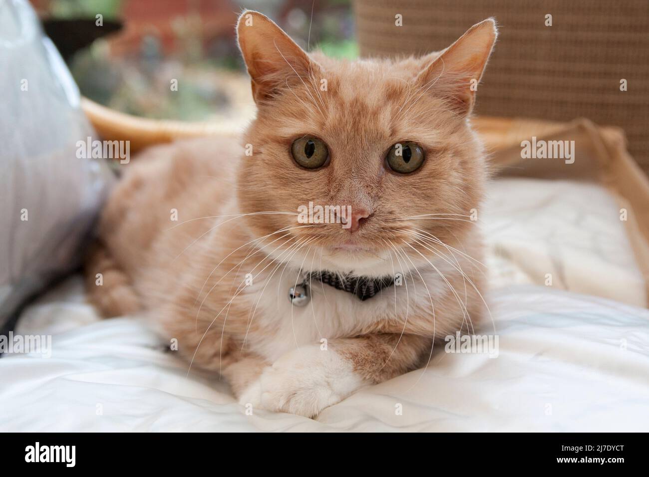 gato de jengibre, adulto, tumbado en silla Foto de stock