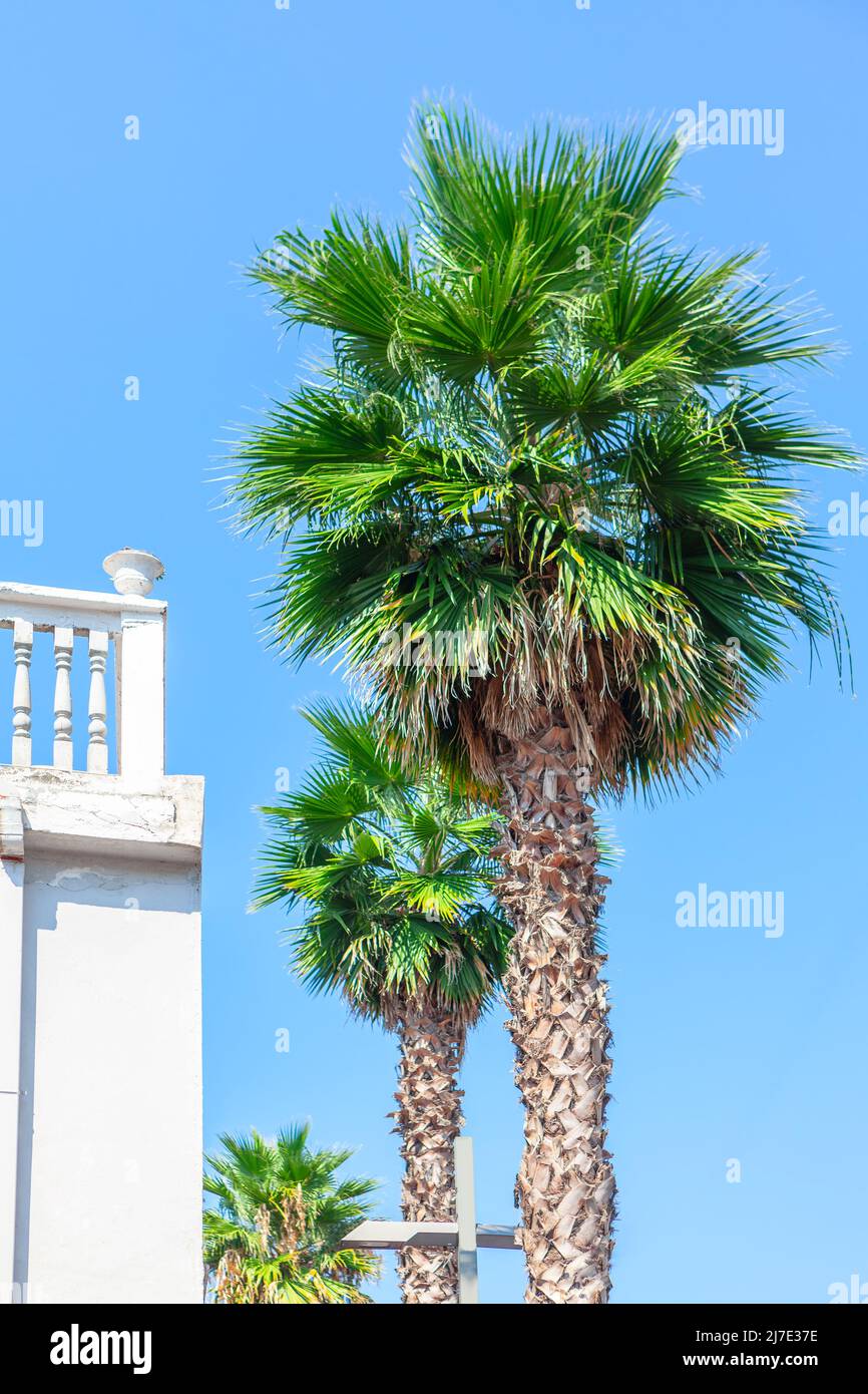 Palmeras y balcón. Calle en la ciudad tropical Foto de stock