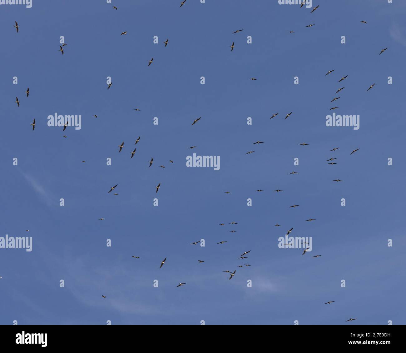 Un rebaño de Collared Pratincole, Glareola pratincola, volando contra un cielo azul con nubes de guijotina. Sobre el Coto Doñana, Andalucía / Andalucía, España. Foto de stock