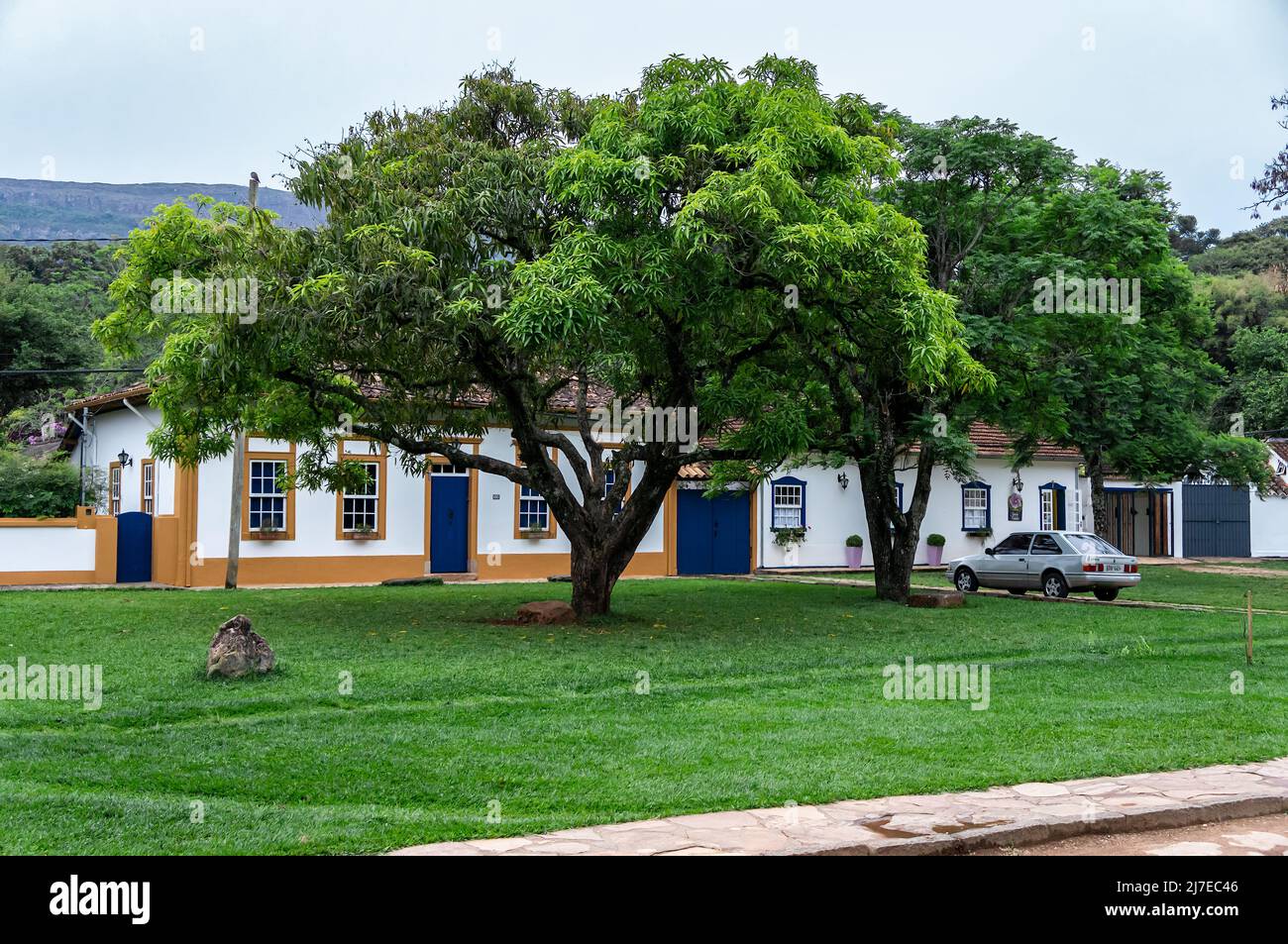Grandes árboles frescos y verdes en medio de un campo de hierba y frente a las casas coloniales ubicadas en la calle Silvio Vasconcelos en el centro histórico. Foto de stock