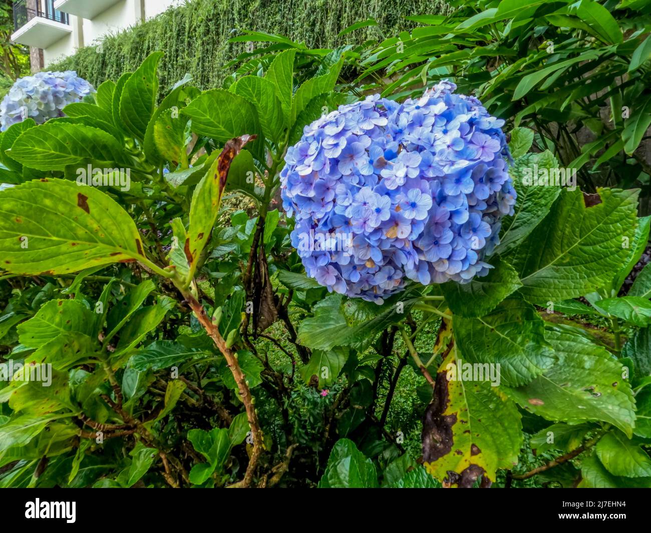 Las plantas de flores de Hortensia que están en flor son de color azul claro, hojas verdes anchas con bordes dentados, plantadas como decoraciones de jardín Fotografía de stock - Alamy Las plantas de flores de Hortensia que están en flor son de color azul claro, hojas verdes anchas con bordes dentados, plantadas como decoraciones de jardín Fotografía de stock - Alamy