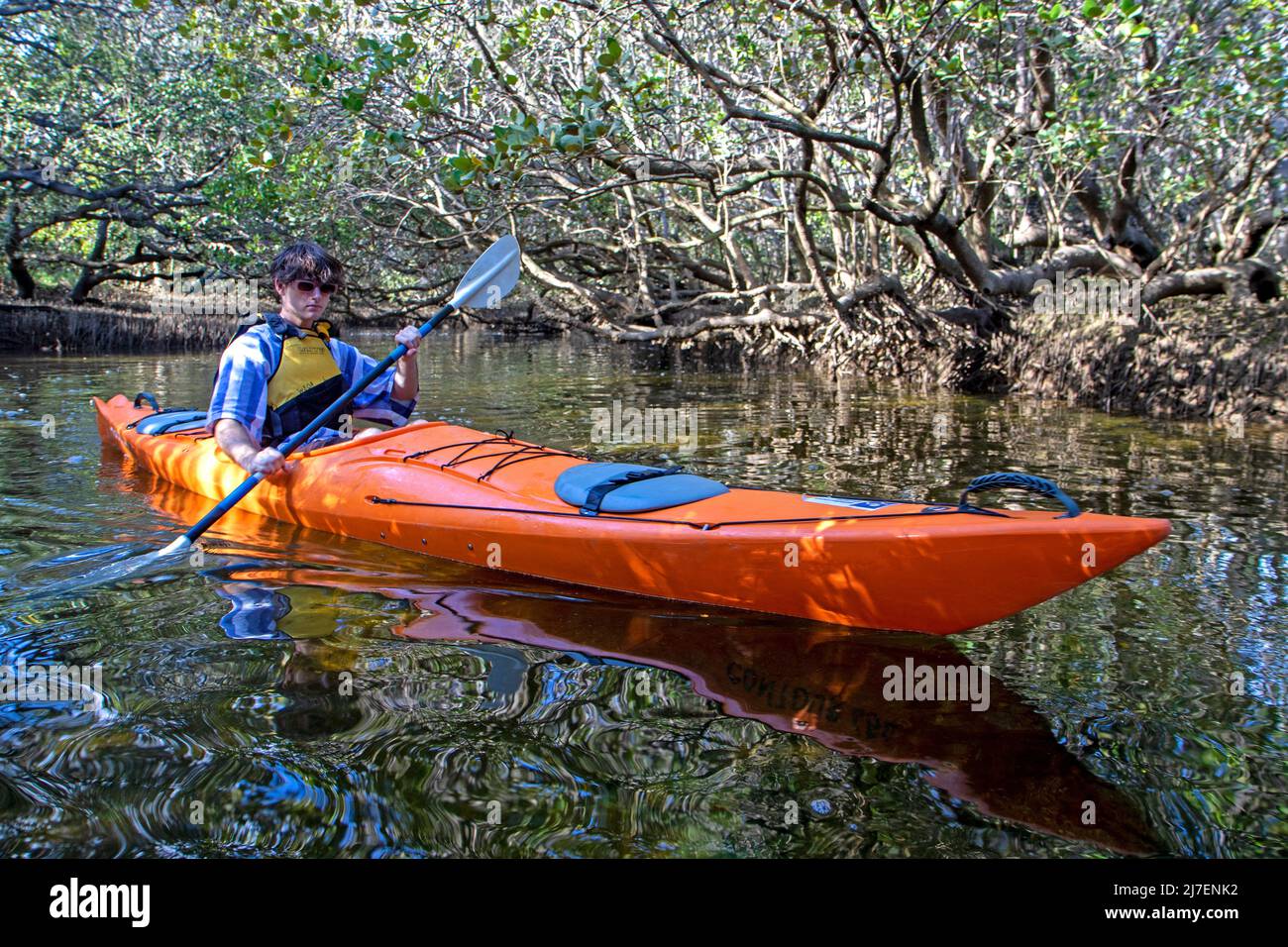 Kayak a través de manglares en el Santuario de Delfines de Adelaida a lo largo del río Port Foto de stock