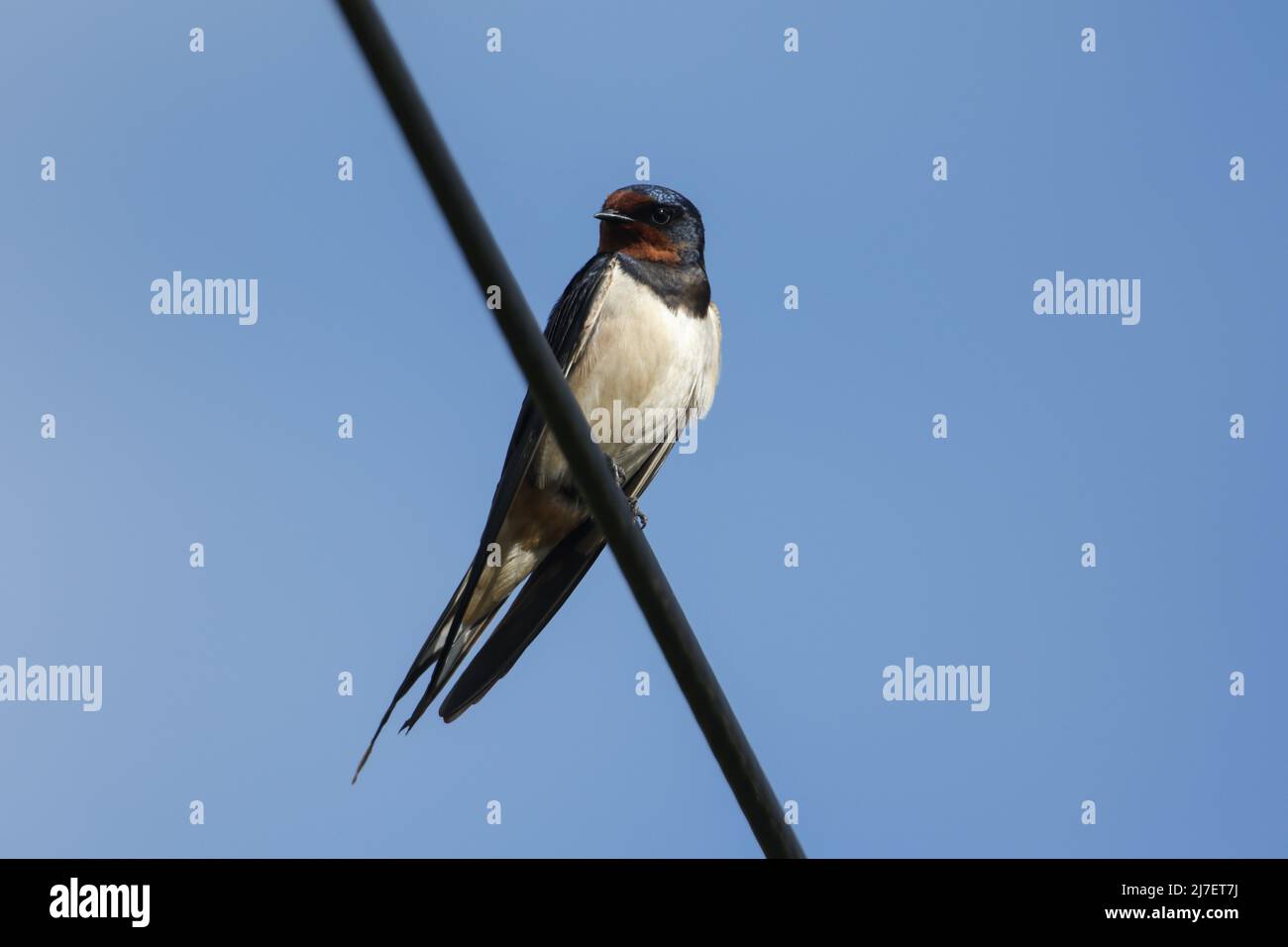 Un impresionante swallow, Hirundo rustica, encaramado en un alambre. Recientemente se ha revuelto al Reino Unido para reproducirse. Foto de stock