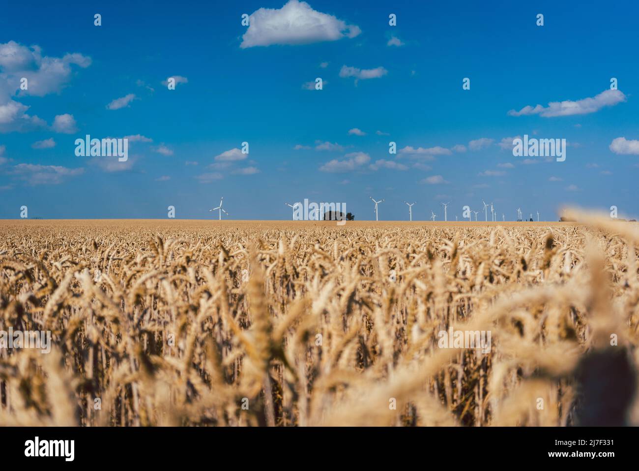 Campo de trigo con turbinas eólicas en el horizonte Foto de stock