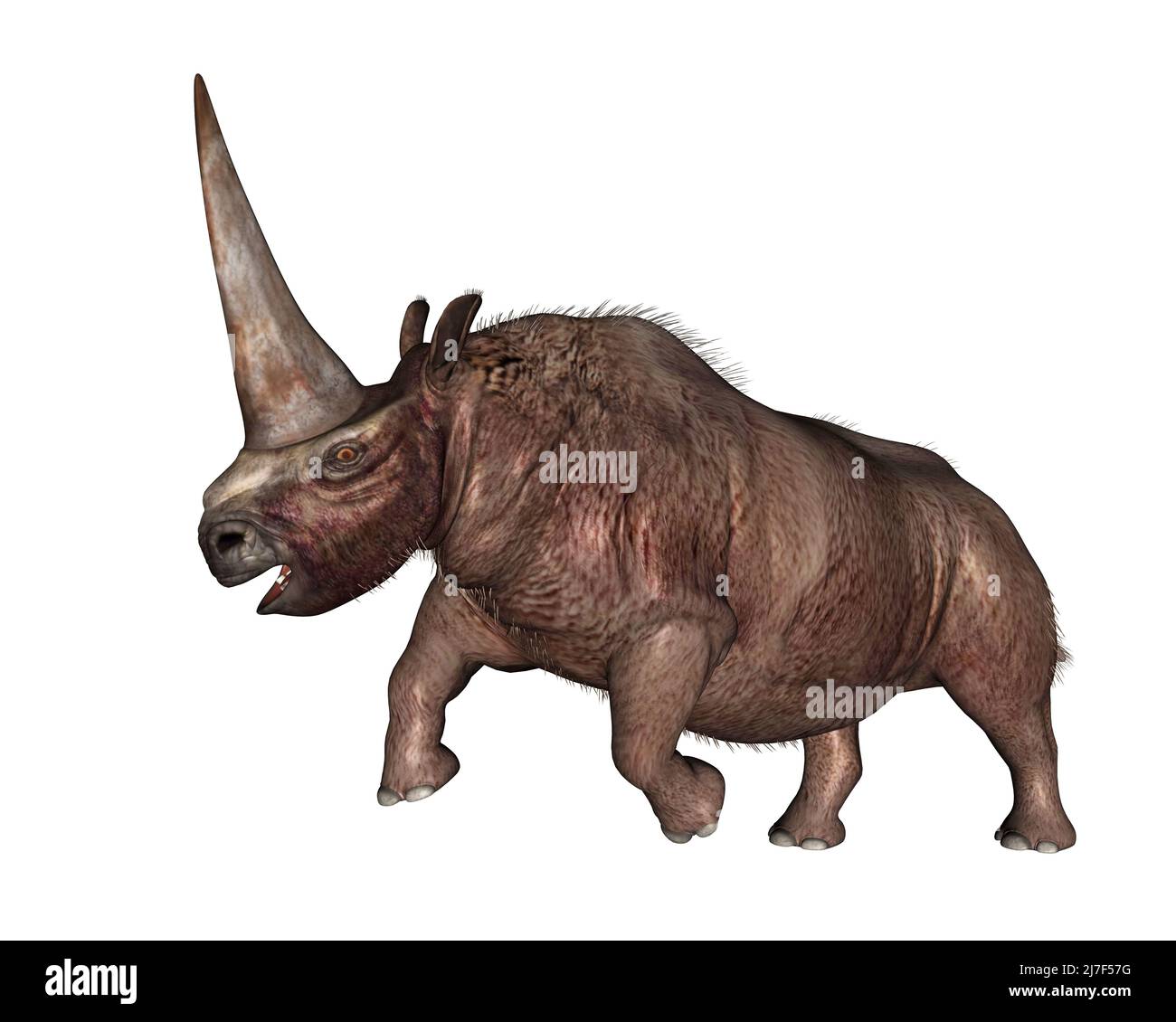 Rinoceronte de Elasmotherium con cuerno grande rugido hacia arriba - 3D render Foto de stock