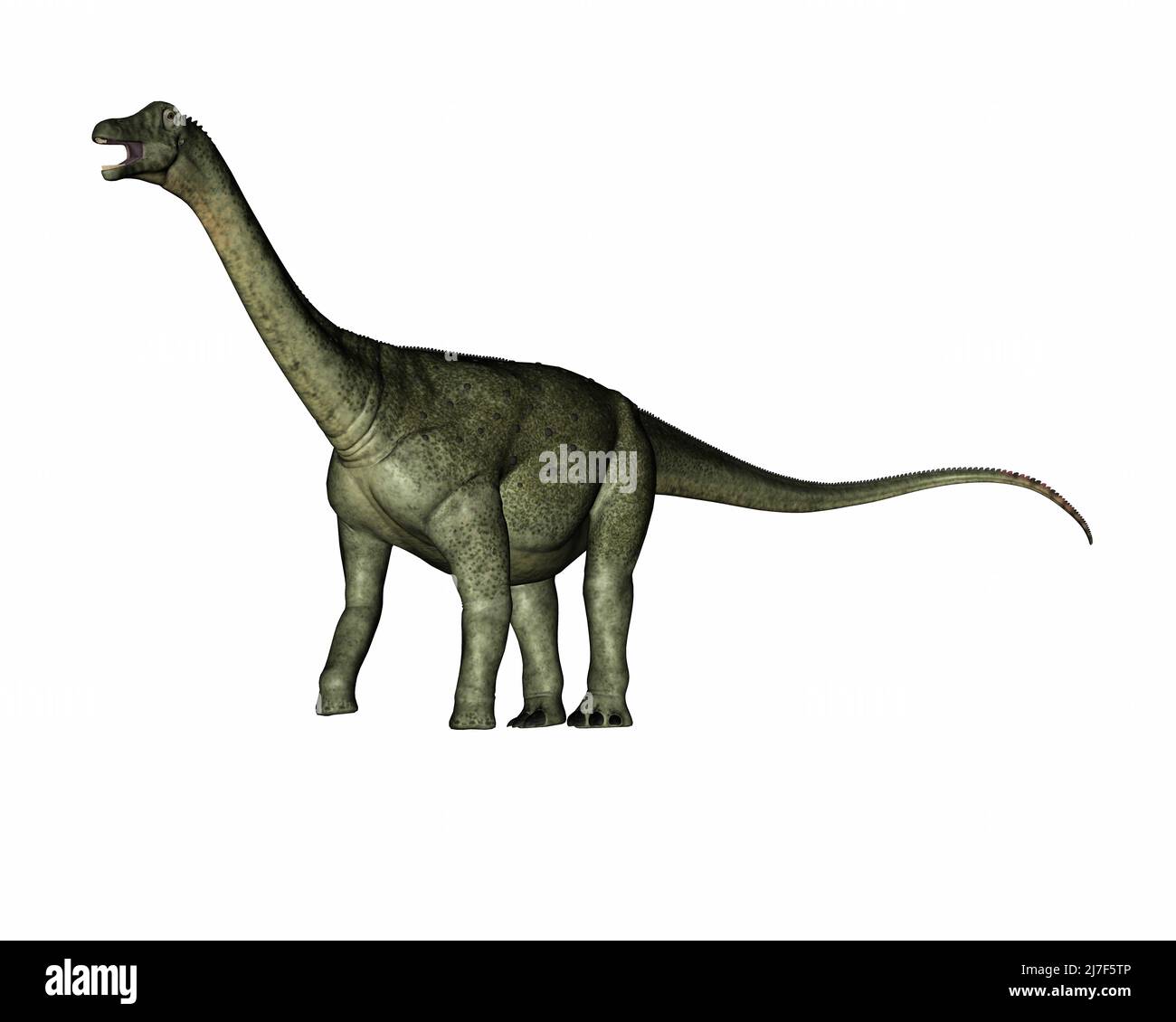 Saltasaurus dinosaurio rugido y caminar - 3D render Foto de stock