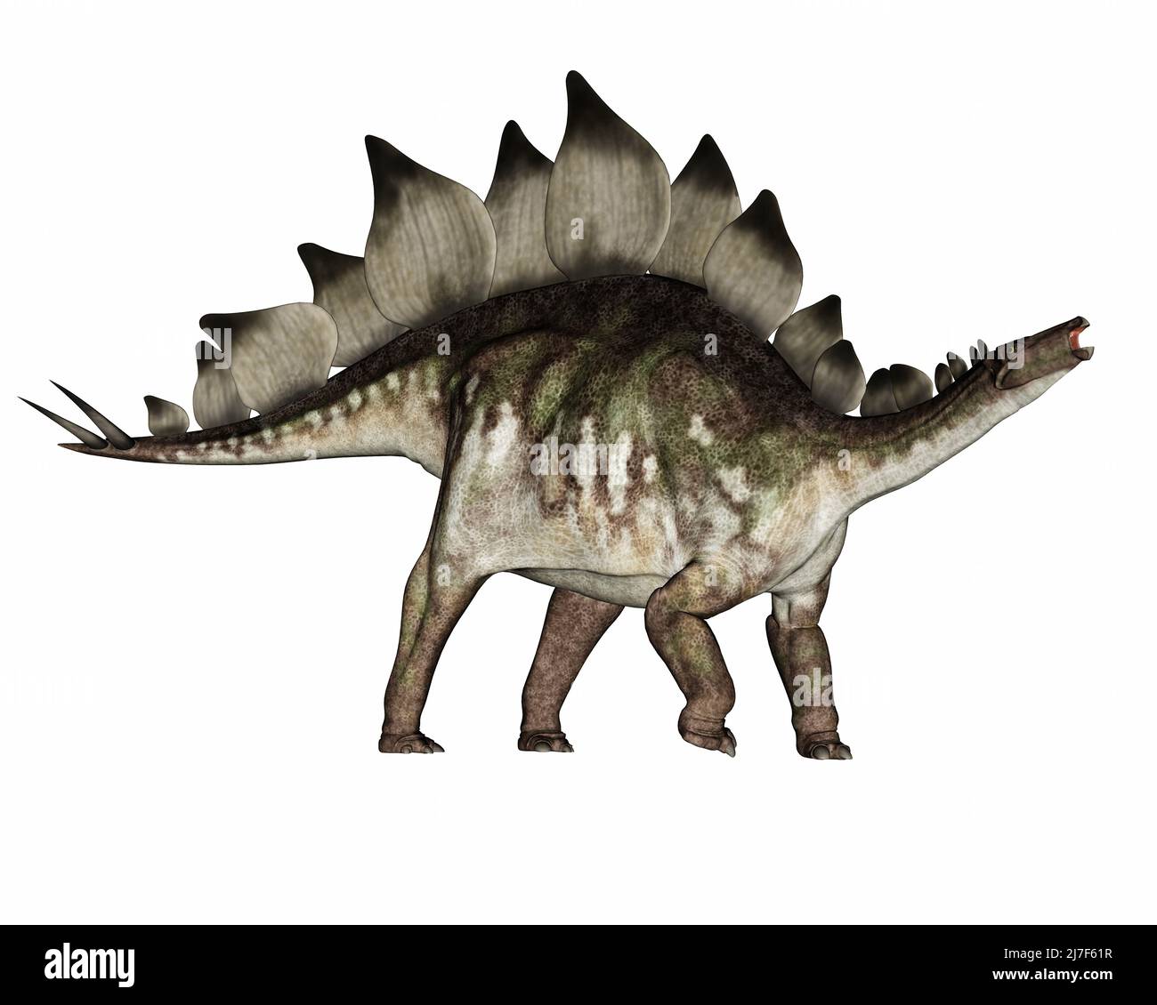 Stegosaurus dinosaurio de pie y rugido - 3D render Foto de stock