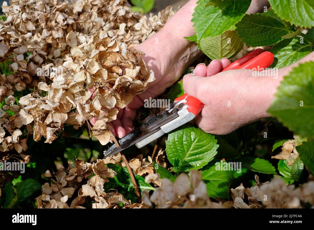 jardinera hembra cortando planta de hortensias en jardín inglés, norfolk, inglaterra Foto de stock