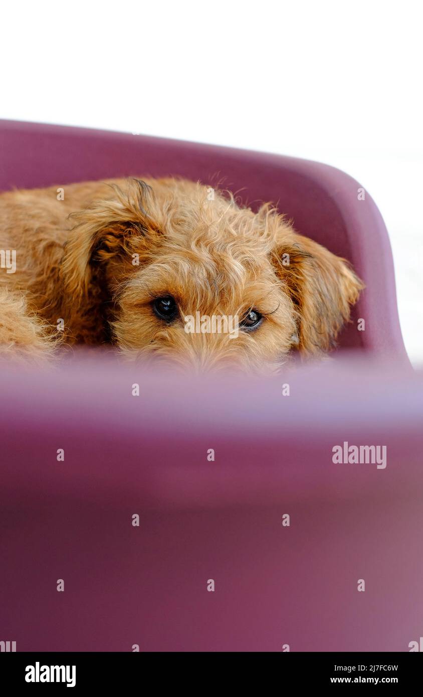 lindo perro perrito irlandés terrier en cama de cesta de plástico púrpura Foto de stock