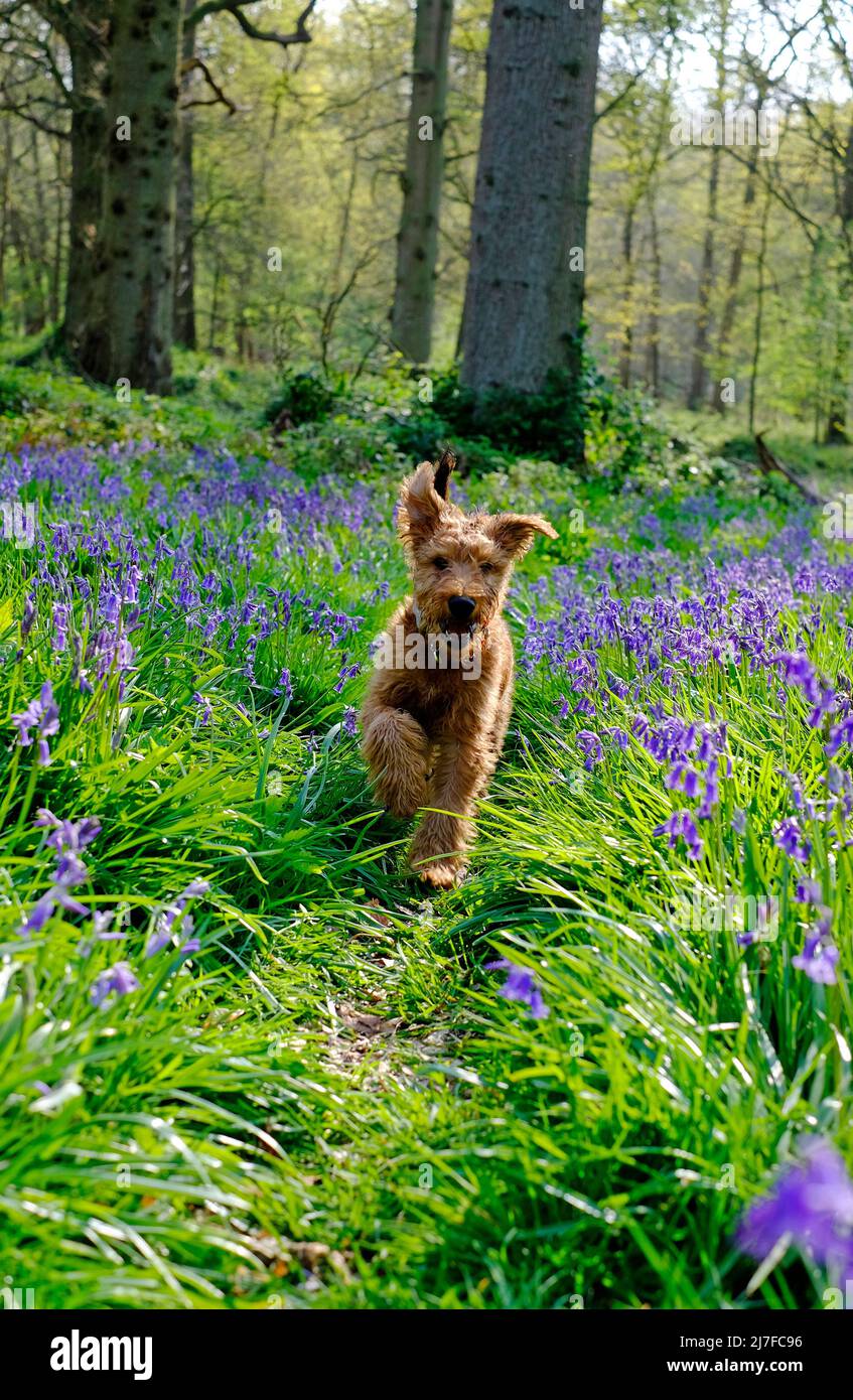 lindo perro perrito irlandés terrier que corre a través de bluebells en el bosque Foto de stock