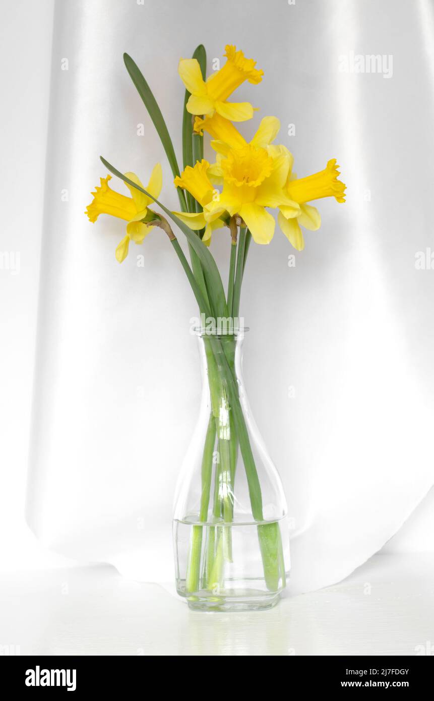 Ramo de narcisos amarillos en un jarrón de cristal transparente sobre fondo  blanco Fotografía de stock - Alamy
