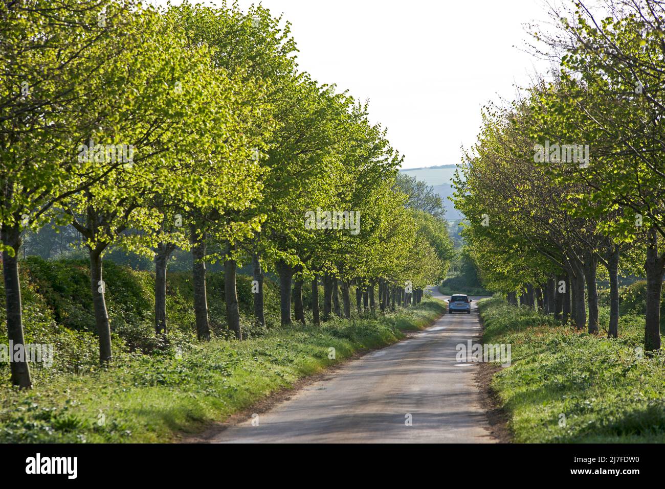 Un coche en una carretera estrecha bordeada de árboles cerca de Hotham, East Yorkshire, Inglaterra, Reino Unido Foto de stock