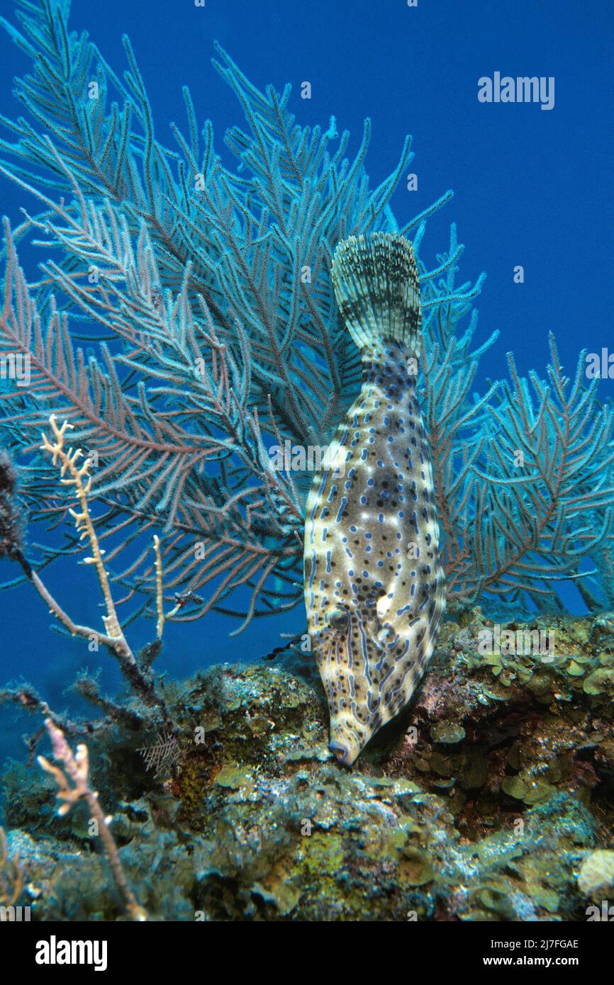 Filefish o Broomtail Filefish (Aluteron scriptus), Cuba, Caribe S. Foto de stock