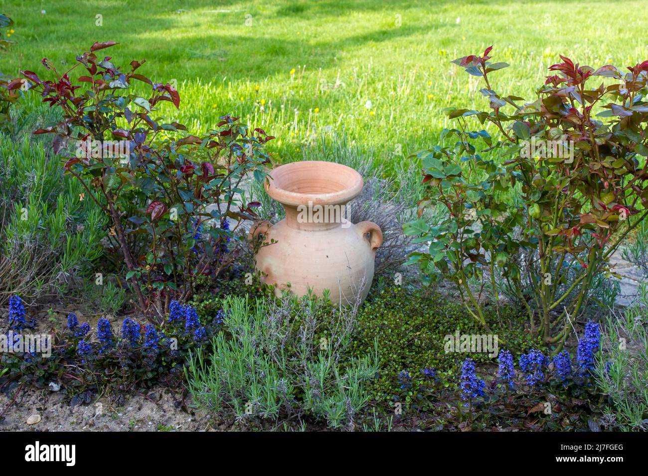 florido en el jardín - rosas, flores de lavanda y maceta de arcilla -  primavera Fotografía de stock - Alamy