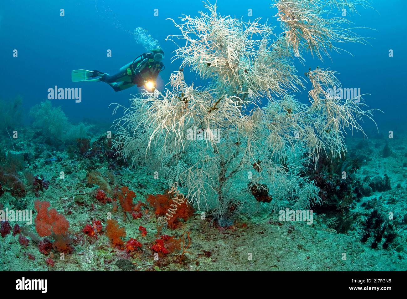 Coral negro o coral negro de poro dividido (Antipathes dicotoma), en un arrecife de coral, Cebú, Filipinas, Asia Foto de stock