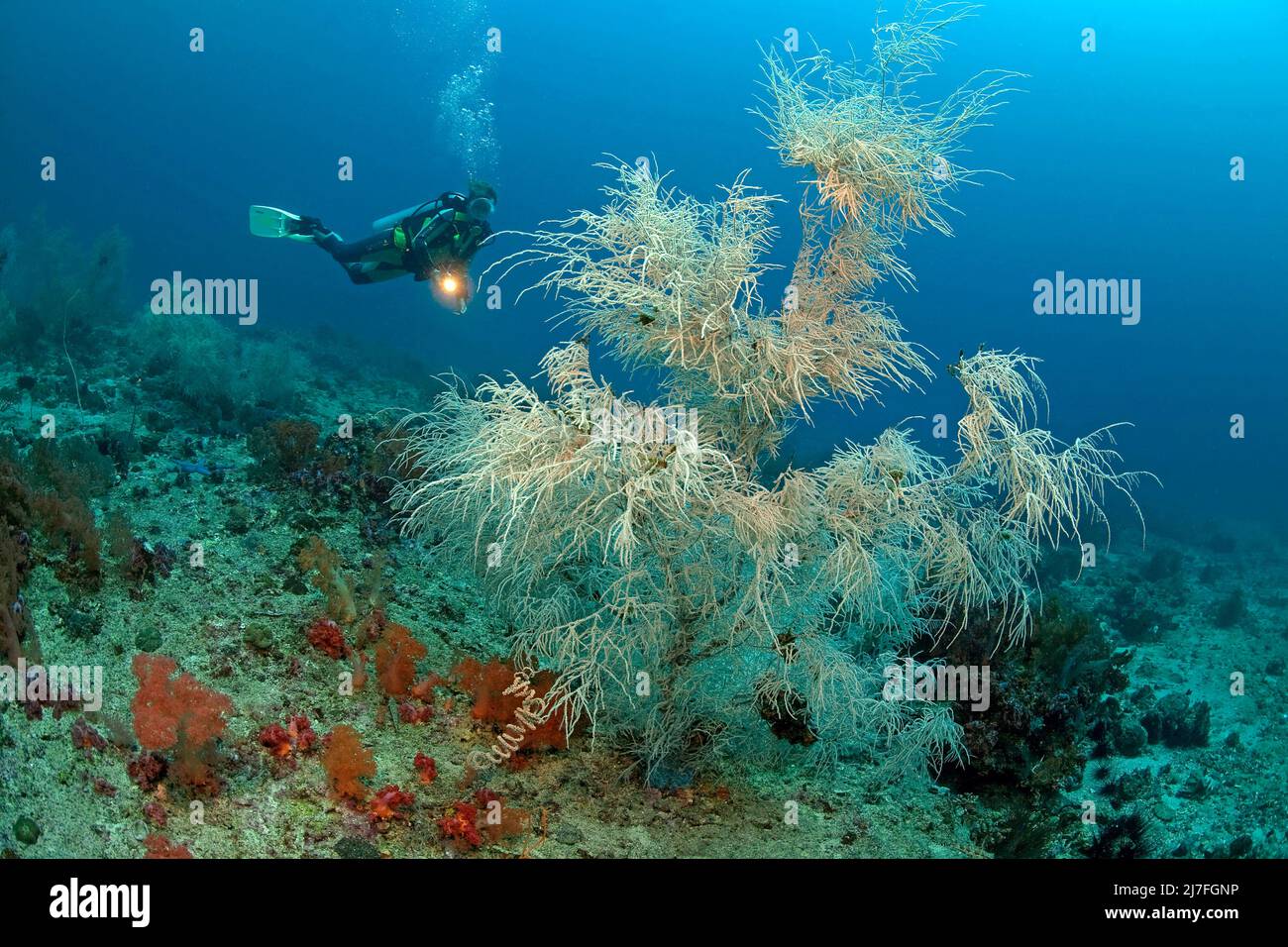 Coral negro o coral negro de poro dividido (Antipathes dicotoma), en un arrecife de coral, Cebú, Filipinas, Asia Foto de stock