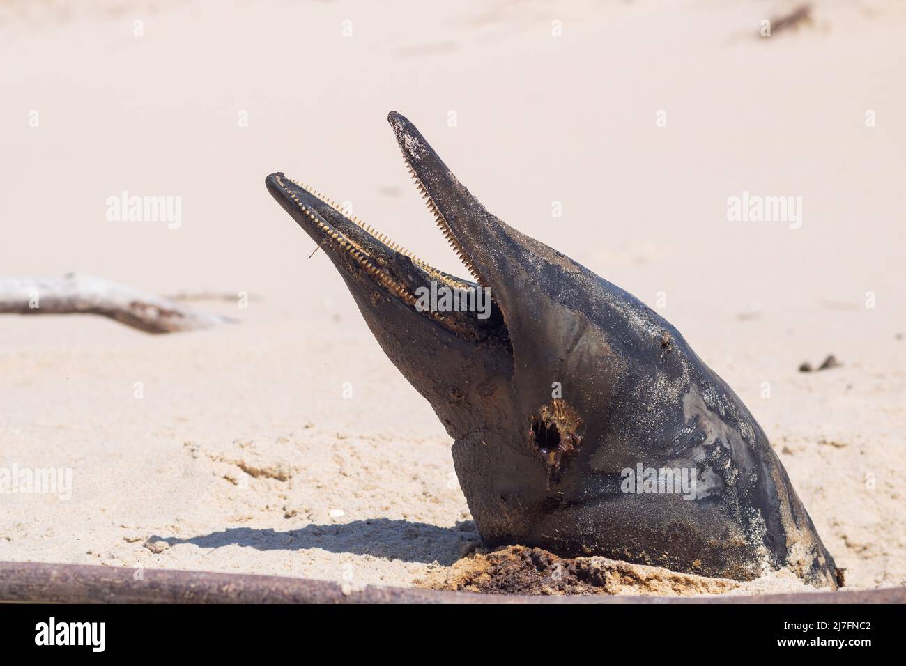 Una marsopa muerta enterrada lavó tierra en la etapa avanzada de descomposición con la cabeza saliendo de la arena y boca abierta Foto de stock