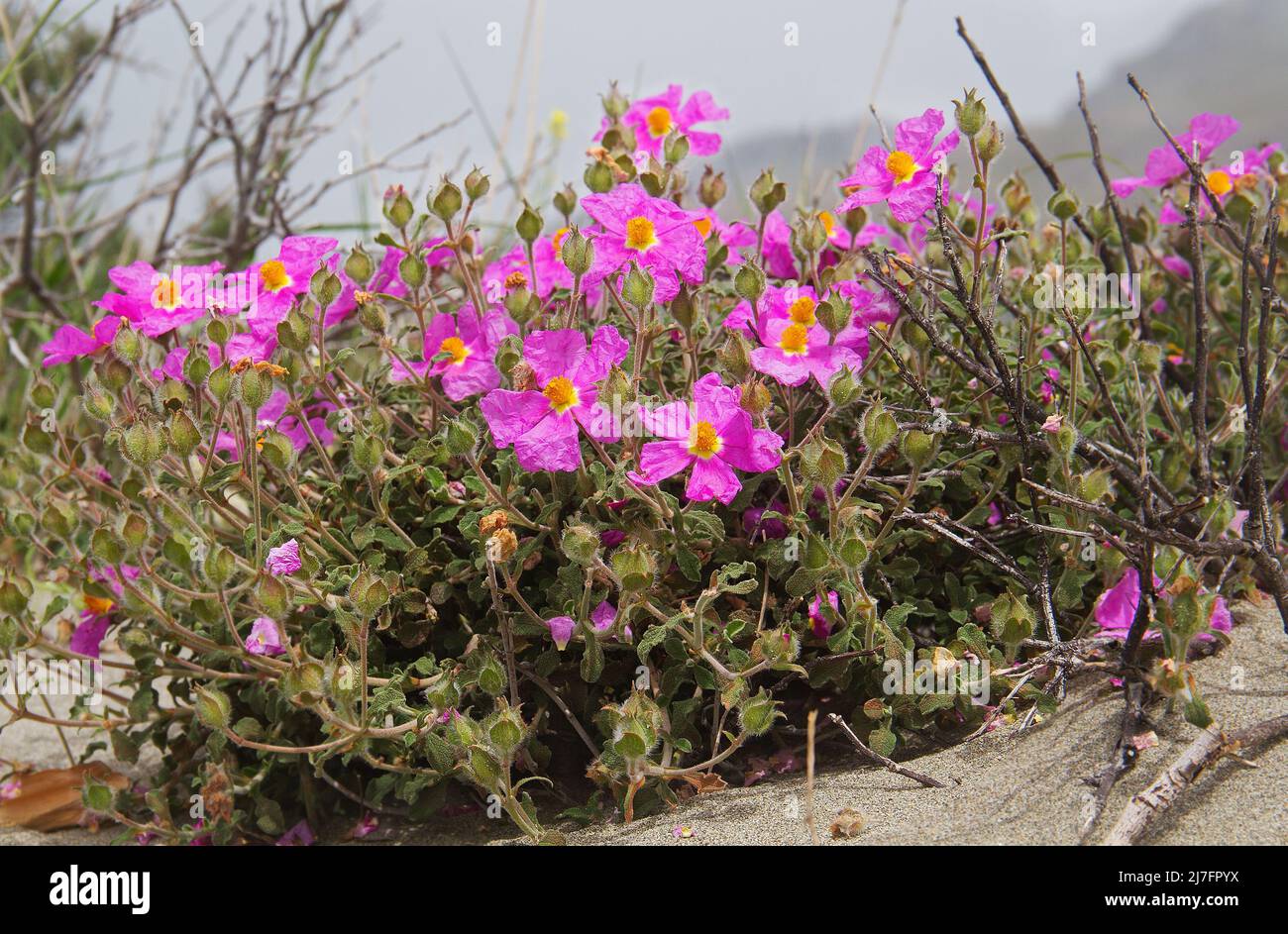 Curly Rockrose, una planta con hermosas flores rosadas con pétalos de tinta Foto de stock