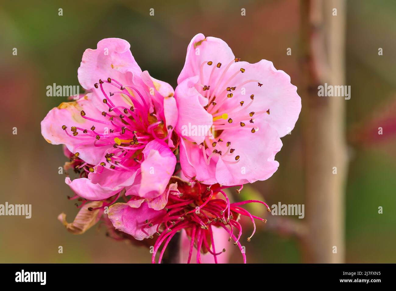 La flor del melocotón - tiene varios pétalos de dos colores, rojo pálido y blanco Foto de stock