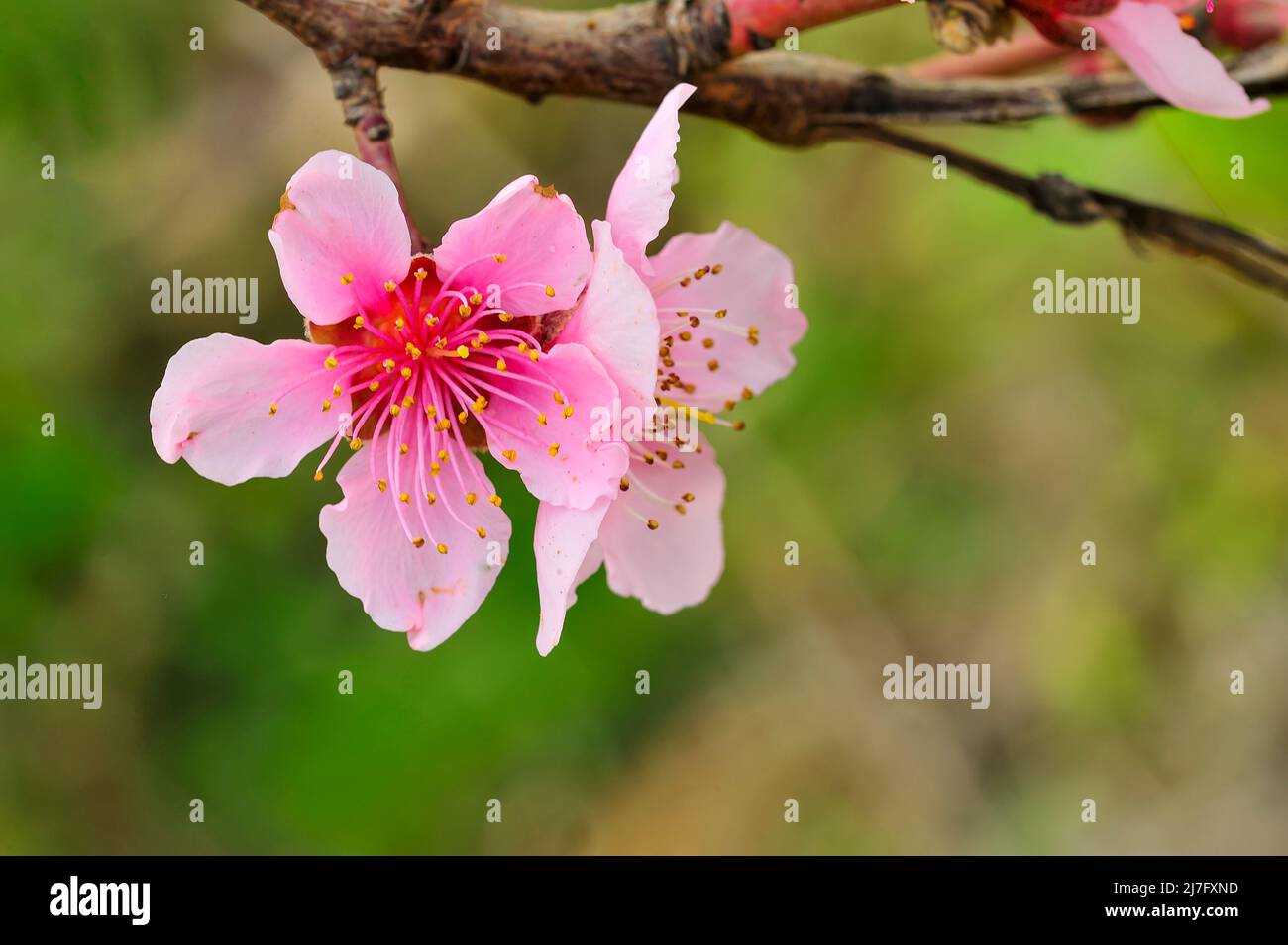 La flor del melocotón - tiene varios pétalos de dos colores, rojo pálido y blanco Foto de stock