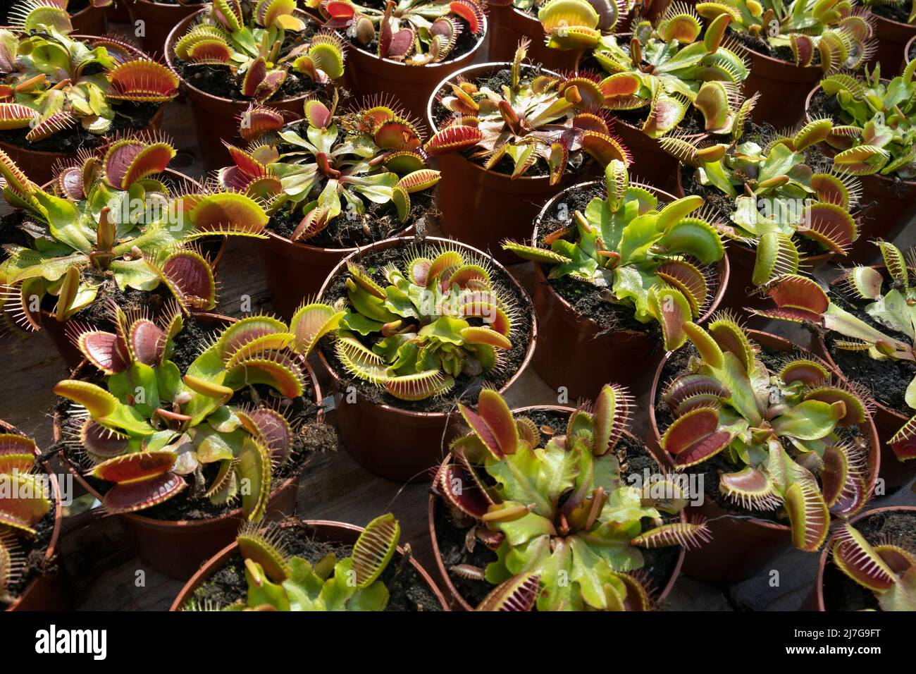 Macetas de plantas con Venus rojo flytrap cerca de todo el marco como mercancía Foto de stock