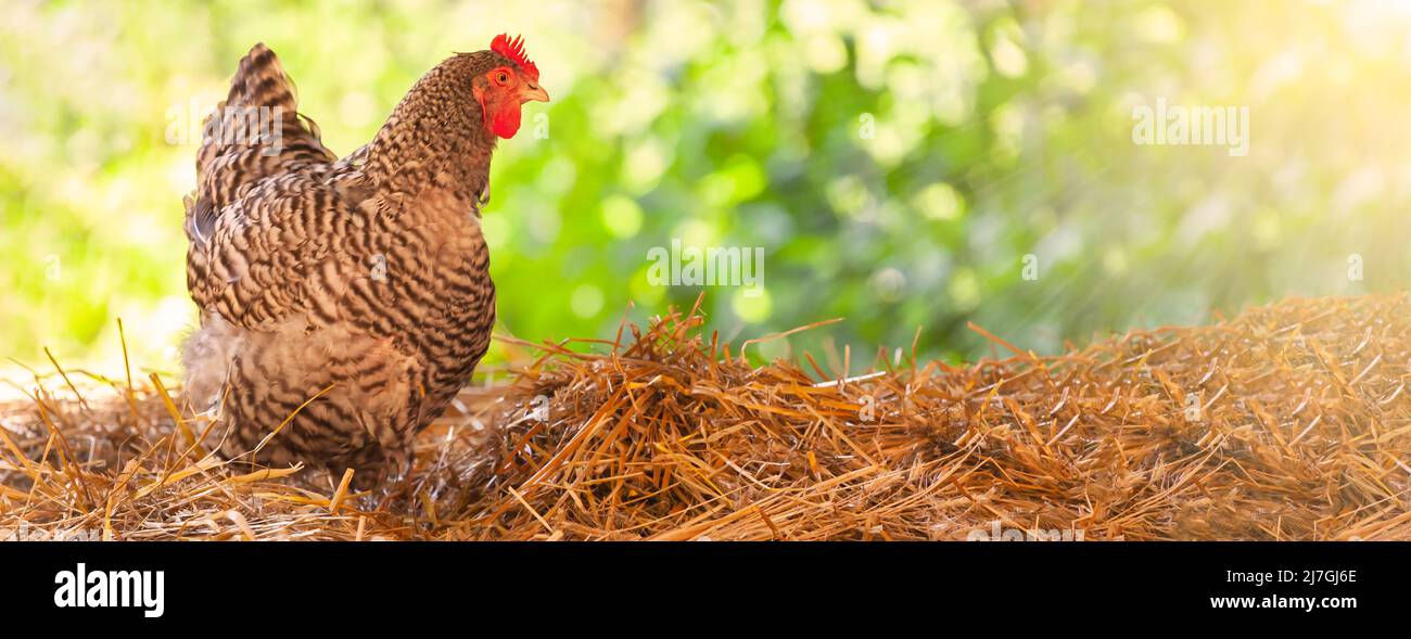 Vista de verano con la luz del sol de un pollo de campo libre caminando sobre heno fresco de granja Foto de stock