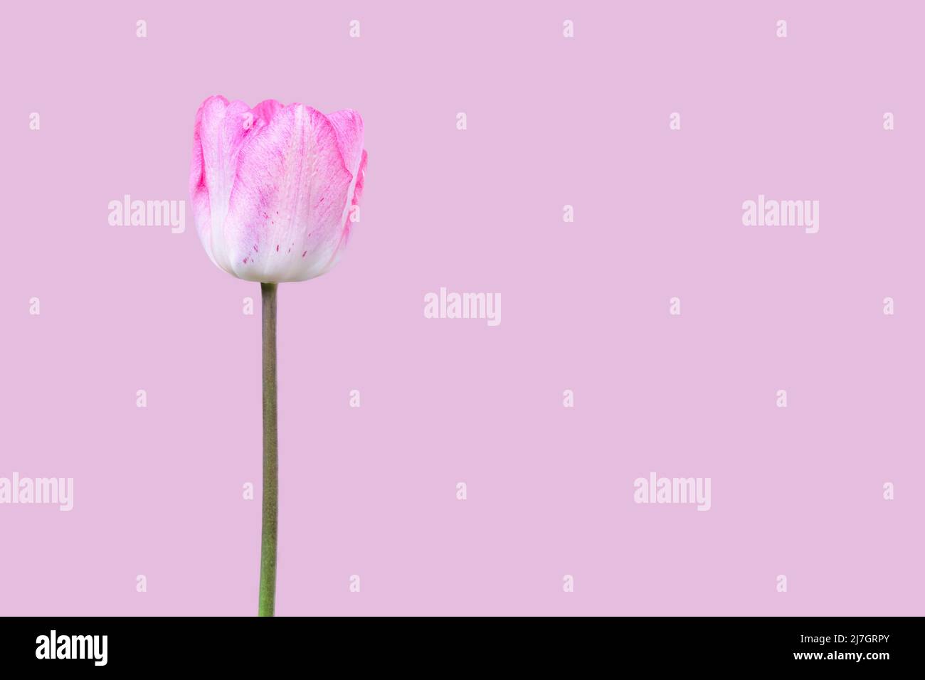 Flor de tulipán rosa aislada sobre fondo rosa. Espacio de copia. Fondo moderno y purístico de primavera. Foto de stock