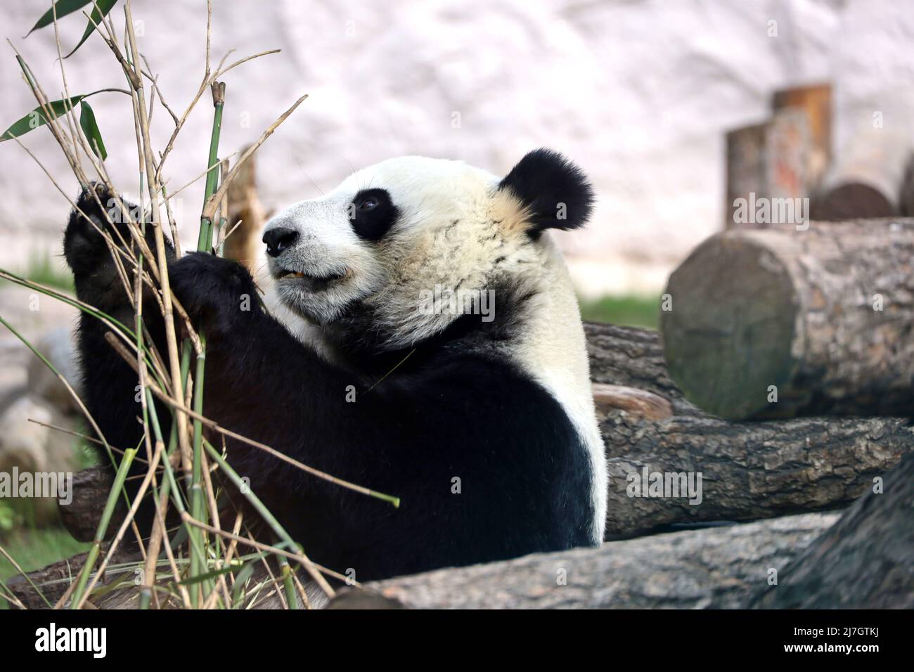 Panda comiendo brotes de bambú en un zoológico, retrato del oso blanco y negro en peligro de extinción Foto de stock