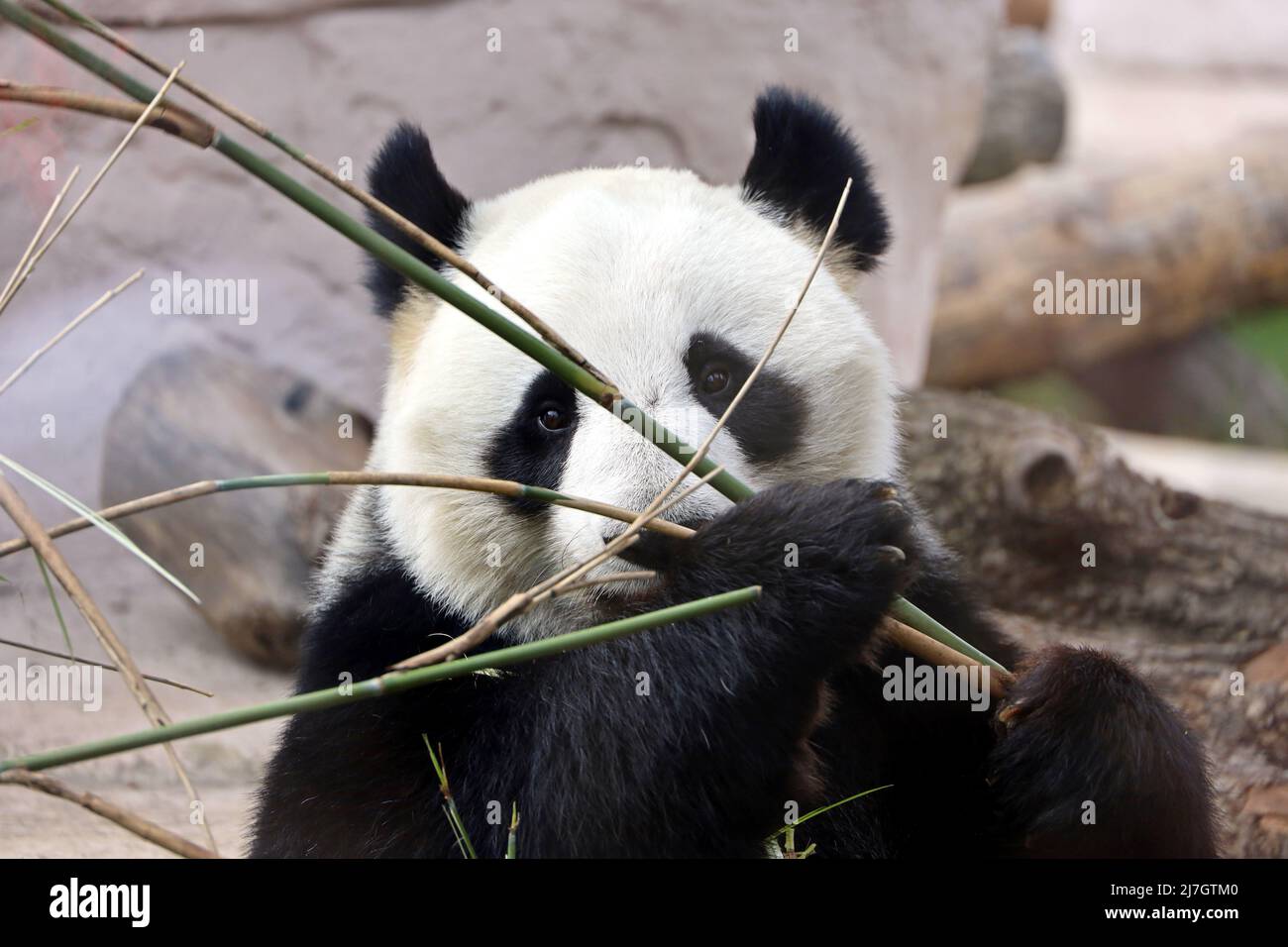 Panda comiendo brotes de bambú en un zoológico, retrato del oso blanco y negro en peligro de extinción Foto de stock
