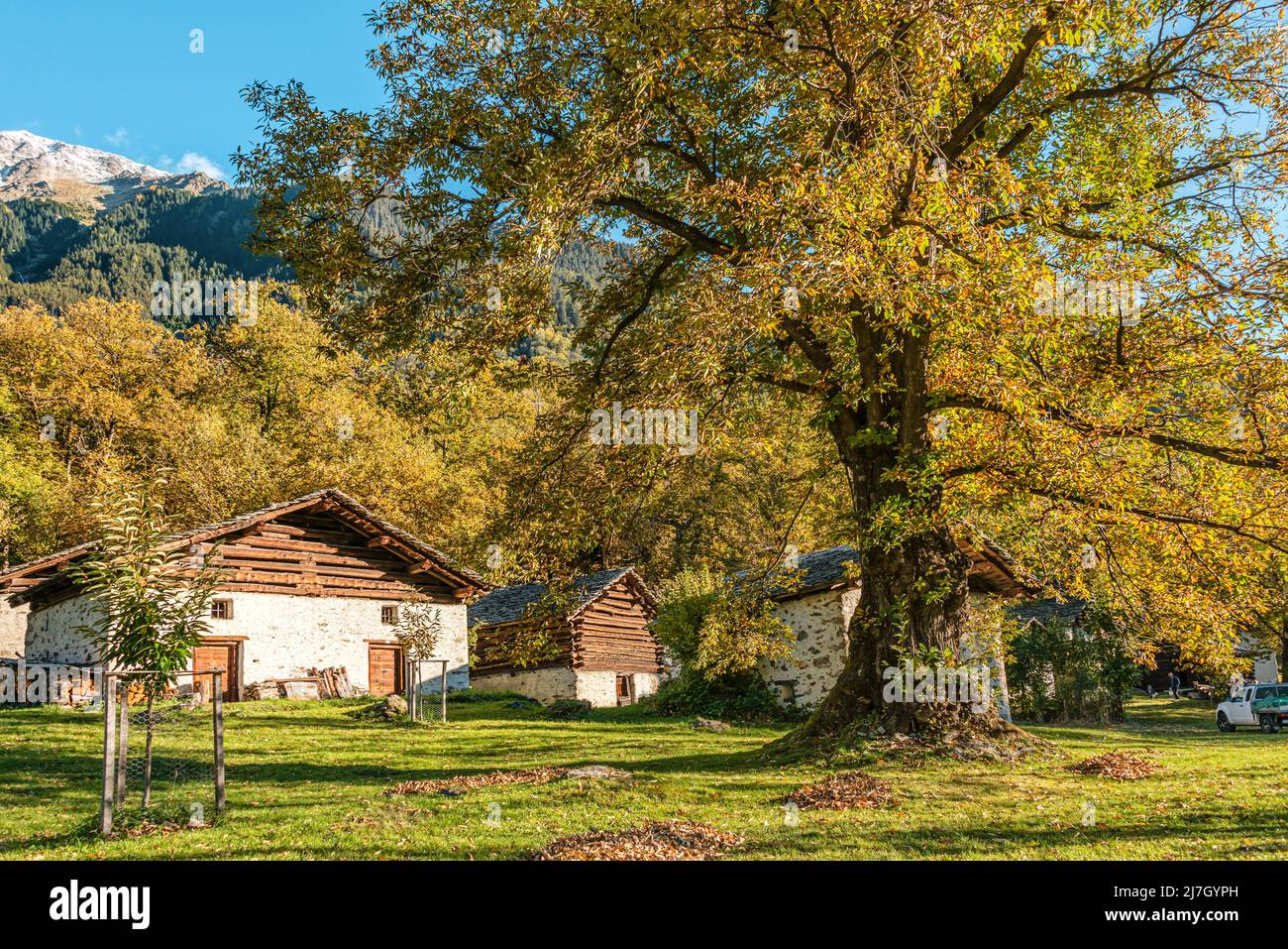 Bosque de castaños en el valle de Bregaglia cerca de Soglio en otoño, Grisons, Suiza Foto de stock
