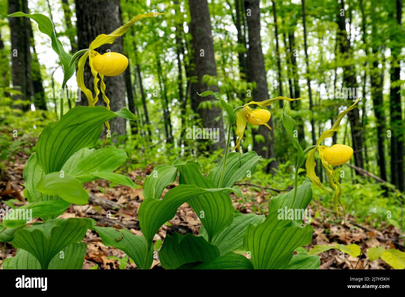 Gran Orquídea de Gavilla Amarilla (Cypripedium parviflorum var. Pubescens) - Bosque Recreativo del Estado de DuPont, Cedar Mountain, cerca de Brevard, North Ca Foto de stock