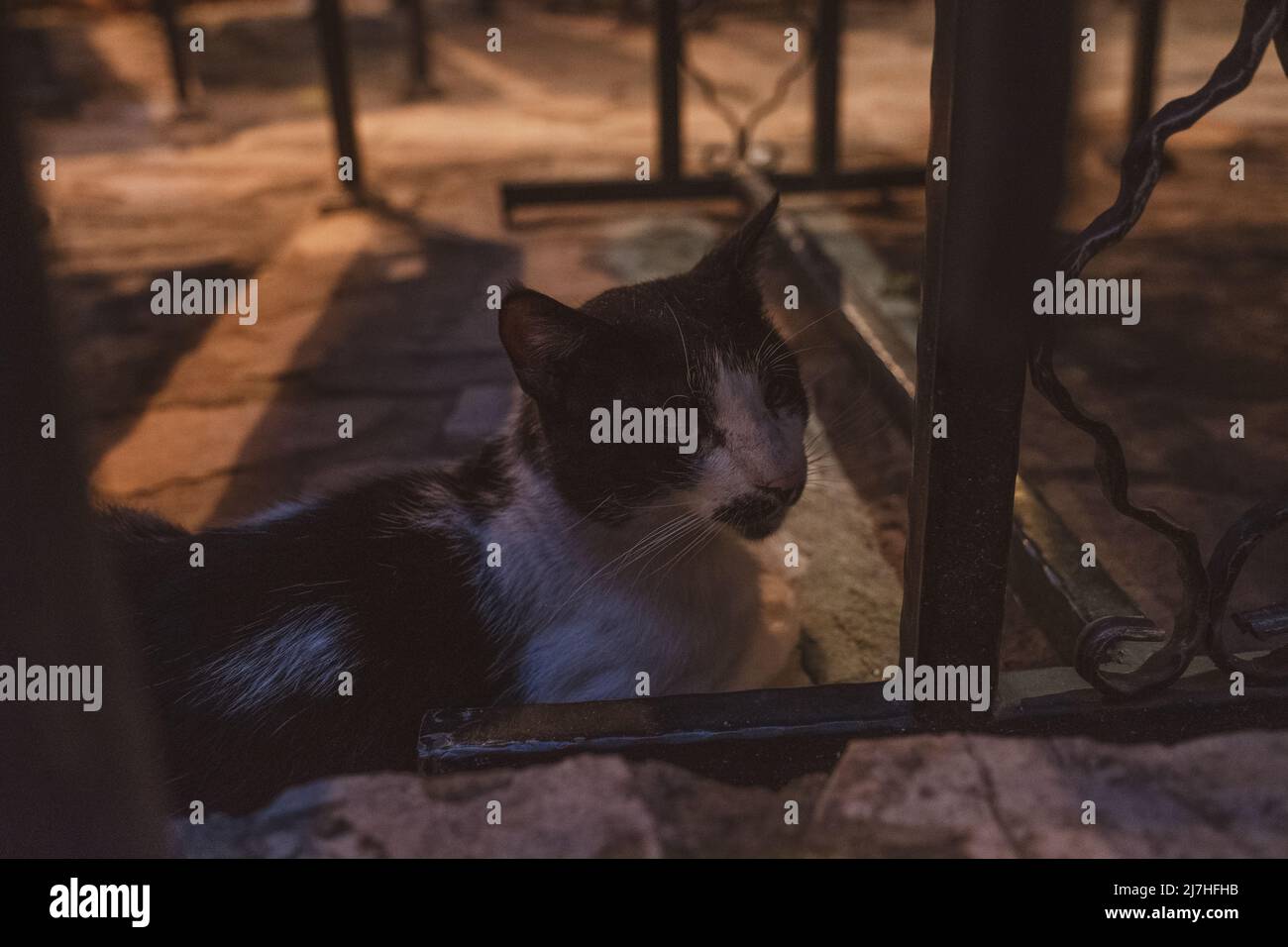 El viejo gato se esconde debajo de las mesas en un restaurante Fotografía  de stock - Alamy