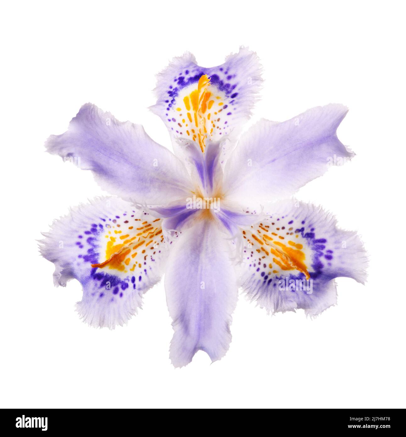 Cabeza de flor Iris japonica aislada sobre fondo blanco Fotografía de stock  - Alamy