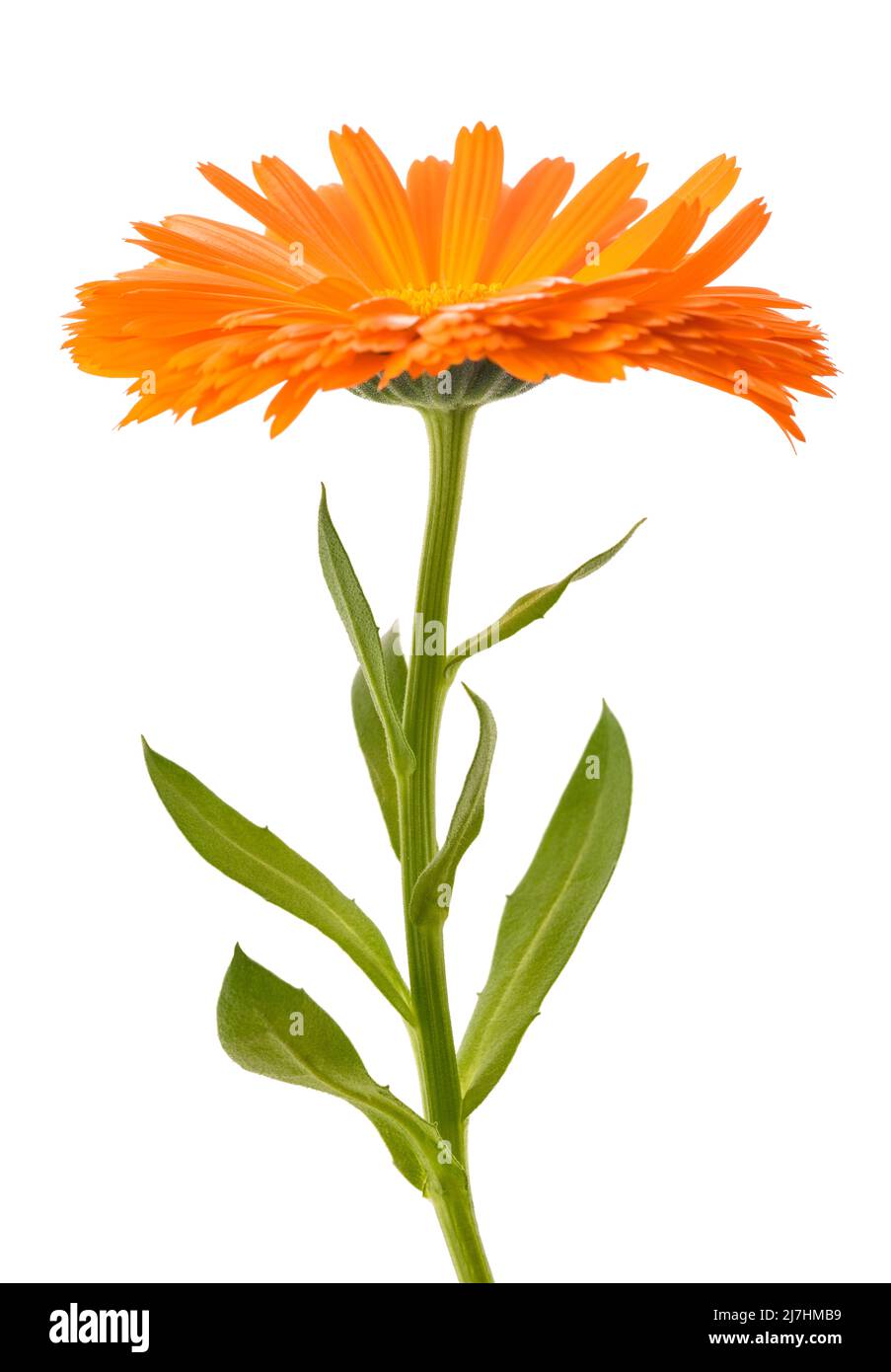 Planta de Marigold con flor aislada sobre fondo blanco Foto de stock
